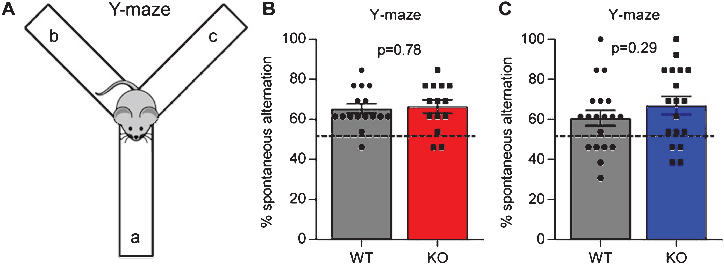Gpc4 KO mice show no deficits in working memory. A. Schematic of the Y-maze used to test spontaneous alternation and working memory. B. Gpc4 KO and WT P90 mice on a C57Bl6/J background perform better than chance in the Y-maze spontaneous alternation test, with no significant difference in performance between genotypes. N = 16 WT, 14 Gpc4 KO. C. Gpc4 KO and WT P90 mice on an FVB background perform better than chance in the Y-maze spontaneous alternation test, with no significant difference in performance between genotypes. N = 19 WT, 18 Gpc4 KO (FVB). Statistics by T-test, bar graph mean±s.e.m., individual points represent mice, dashed line represents chance (50% spontaneous alternation).