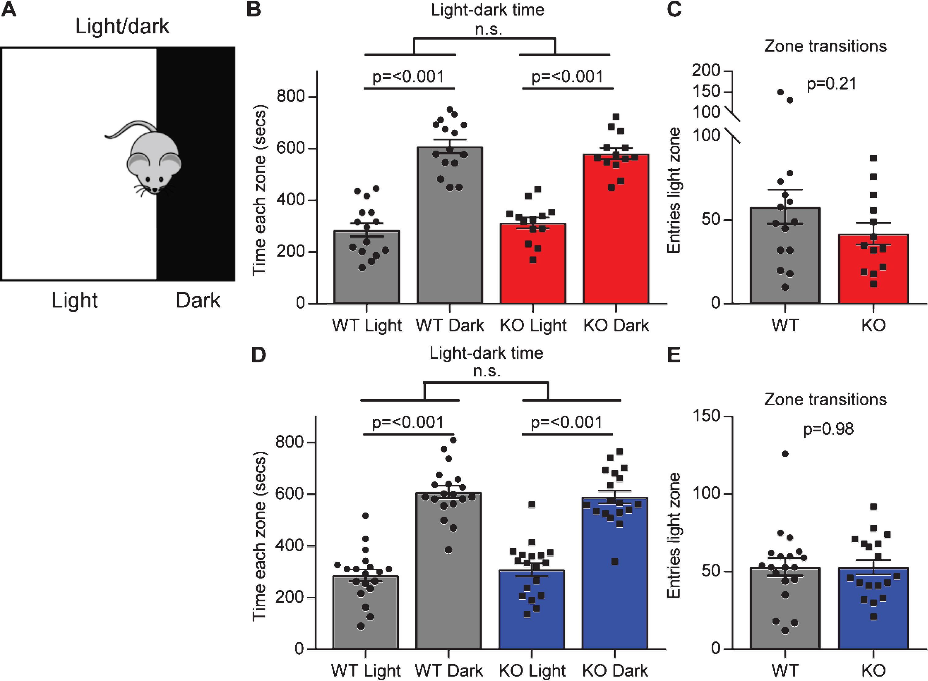 Gpc4 KO mice show no anxiety in the light-dark test. A. Schematic of the light-dark chamber used to test anxiety. B-C. Gpc4 KO and WT P90 mice on a C57Bl6/J background are indistinguishable from each other in time spent in the light or dark chamber over a 15 minute period (B) and in transitions between the dark and the light zone (C). N = 15 WT, 13 Gpc4 KO. D-E. Gpc4 KO and WT P90 mice on an FVB background are indistinguishable from each other in time spent in the light or dark chamber over a 15 minute period (D) and in transitions between the dark and the light zone (E). N = 19 WT, 18 Gpc4 KO. Statistics by 2-way ANOVA (B, D) or T-test (C, E), bar graph mean±s.e.m., individual points represent mice.