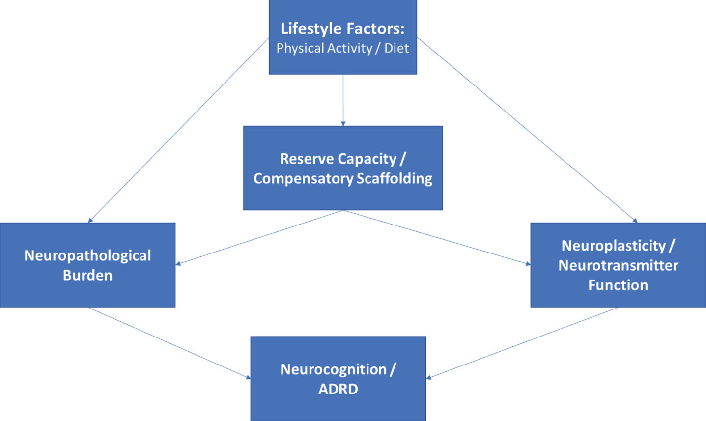 Directed acyclic graph linking lifestyle modification to neurocognitive outcomes. As shown, lifestyle modification likely has beneficial effects on structural markers of neuropathology, reserve capacities, and more directly on neurotransmitter systems, all of which contribute to neurocognitive function as observed through behavioral testing. The associations between markers of reserve capacity and/or scaffolding (i.e. blood brain barrier integrity, cerebrovascular reactivity, neurogenesis) likely impact neurocognition indirectly through their influence on structural markers and by potentiating or blunting neurotransmitter systems.