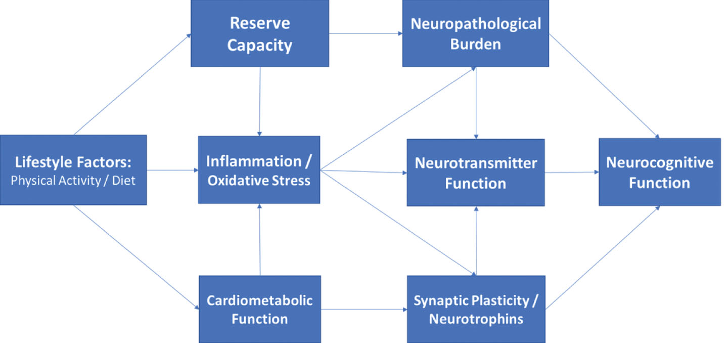 Directed acyclic graph linking lifestyle to neurocognition among middle-aged adults through indirect, downstream pathways including metabolic function, inflammation, and neurotrophic factors. As shown, these factors likely impact neurocognitive function through their downstream impact on brain structure and reserve capacity, with additional, indirect influences through modulation of neurotransmitter systems (e.g. monoamines).