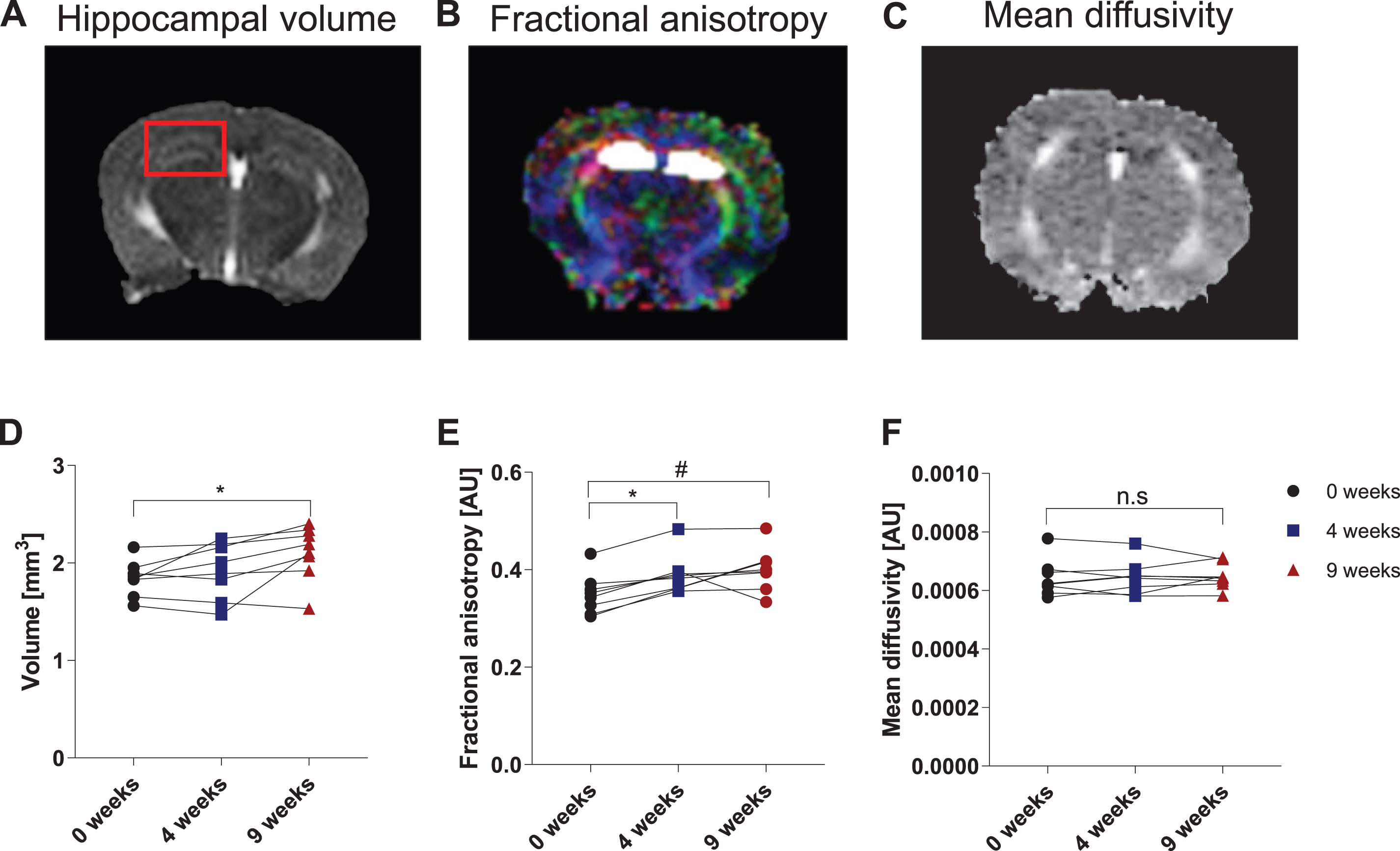 Voluntary running induces changes in hippocampal volume and microstructure as measured by DTI. Representative MRI images of hippocampal volume (A), fractional anisotropy (B), and mean diffusivity (C). The red box in (A) outlines the area of the hippocampal formation. The white area in (B) denotes the region of interest: the hippocampal formation, including CA1, CA2, CA3, and DG. The various colors in (B) represent orientation of the microstructure in space: red is lateral (from left to right), green is superior to inferior, and blue is anterior to posterior. Note the corpus callosum in red is traveling from left to right. (D) Hippocampal volume is shown in mm3. Data are expressed as mean ± SEM. *p < 0.05 using repeated-measures one-way ANOVA. (E) Hippocampal fractional anisotropy (FA) and (F) mean diffusivity (MD) are depicted as arbitrary units (AU). Data are expressed as mean ± SEM. *p < 0.001 and #p < 0.01 are compared to baseline scan at 0 weeks using repeated-measures one-way ANOVA. n.s. = not significant, p > 0.05.