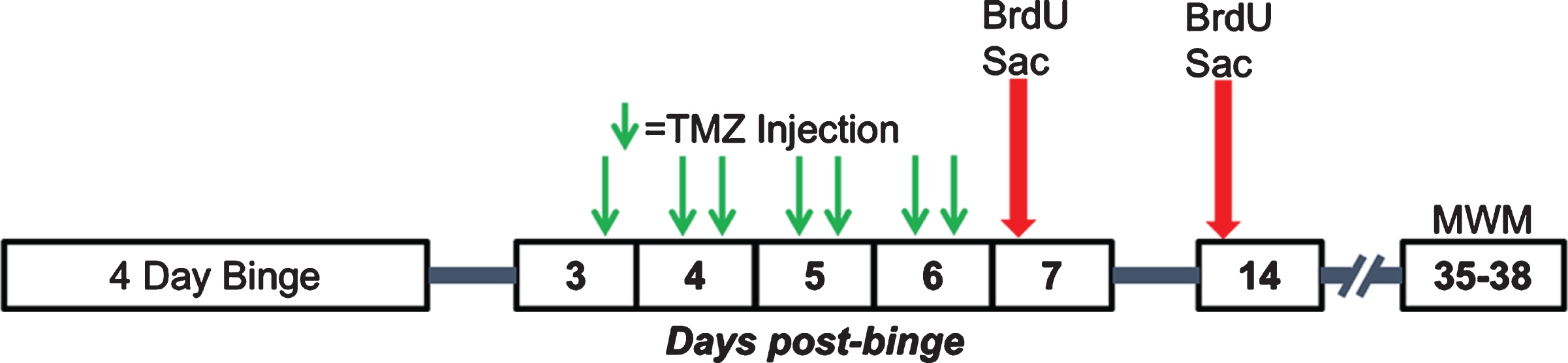 Experimental timeline for Experiments 2, 3, and 4. Following the 4-day binge, rats underwent TMZ or saline injections every 12 hours for 3.5 days between T3 and T6 days post-binge. Separate cohorts of rats were then injected with BrdU and sacrificed 2 hours later at either seven- or 14-days post-binge. A third cohort underwent MWM training 35–38 days post-binge.