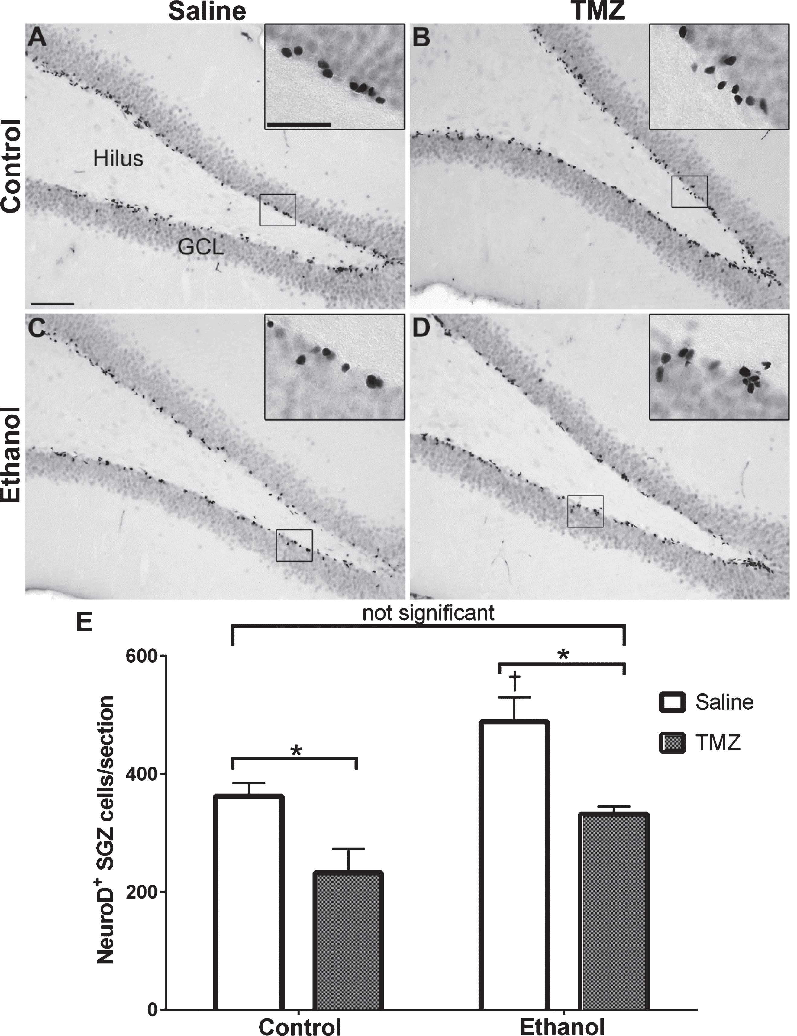 TMZ reduces reactive neurogenesis indicated by NeuroD+ cells. (A-D) Representative images of NeuroD immunoreactivity at T14 are shown for (A, B) control and (C, D) EtOH following saline or TMZ (50 mg/kg). (E) Data are the number of NeuroD+ cells in the subgranular zone with error bars reflecting SEM. *p < 0.05; †p < 0.05 control-saline vs. ethanol-saline; n = 8/group. GCL = granule cell layer. Scale bar = 100μm; inset = 40μm.