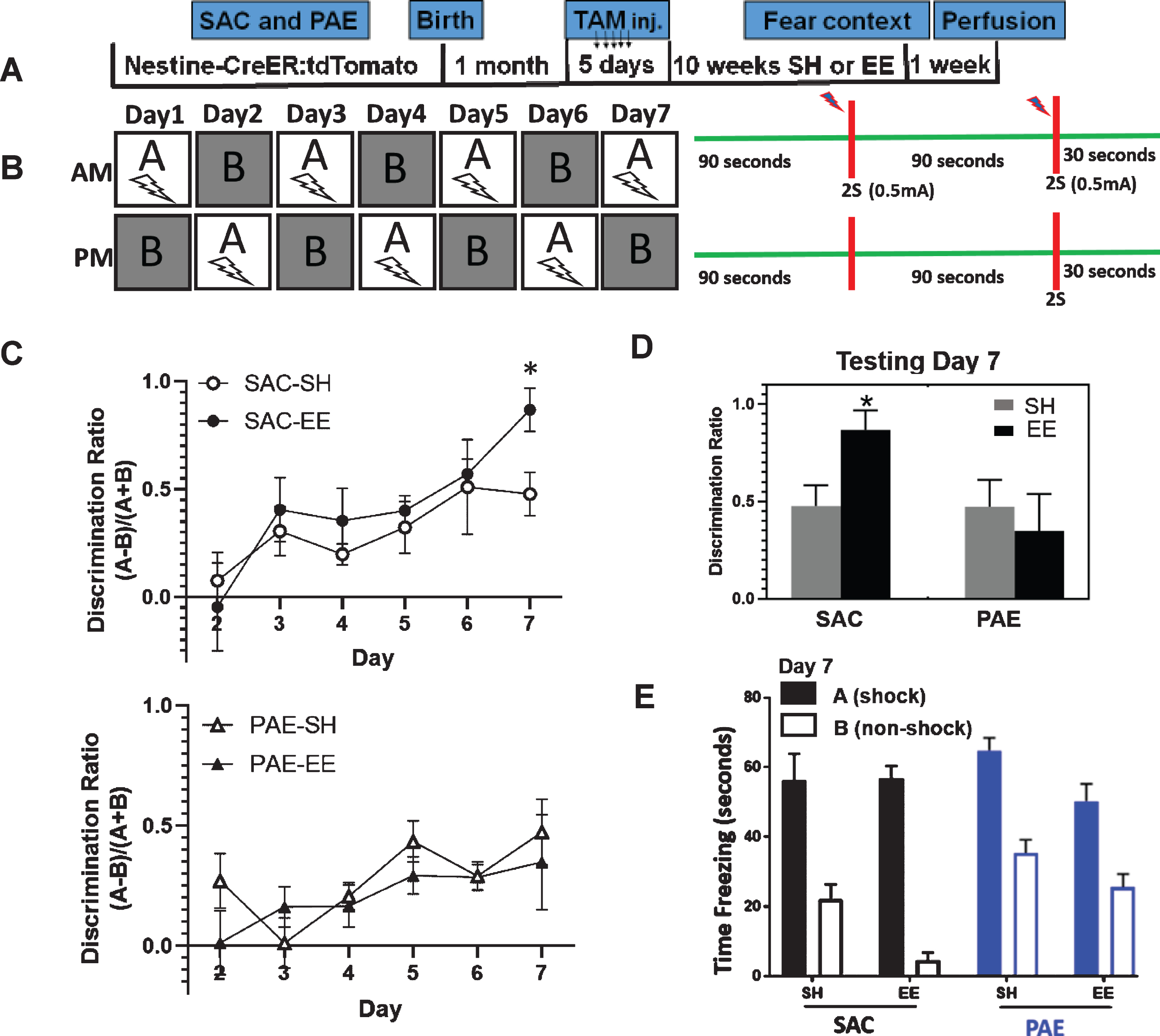 PAE impairs EE-mediated improvement A-B context fear discrimination learning. A. Experimental timeline. SAC and PAE Nestin-CreERT2:tdTomato mice received tamoxifen dosing to induce reporter expression in aDGCs and were subjected to SH or EE housing conditions for 10 weeks prior to behavioral testing. B. Experimental design for the A-B context fear discrimination task. Mice received two 2-second 0.5 mA foot shocks separated by a 90 second interval in Context A only. The first shock occurred 90 seconds following placement into the chamber and mice were removed from the chamber 30 seconds following the 2nd foot shock. In the non-shock context B, mice received no foot shock or other aversive event. Each mouse experienced one daily session in Context A and one daily session in Context B, separated by 3 hours. The order of context exposure was alternated each day for 7 days. Daily discrimination scores were calculated as: (freezing time context A - freezing time context B) / (freezing time context A + freezing time context B) during the first 90 seconds of each testing session. C. Discrimination learning over time. Data are plotted as the mean daily discrimination scores per group±SEM. Group n’s were as follows: SAC-SH (n = 8 mice) and SAC-EE (n = 8 mice) sampled across 5 separate litters; PAE-SH (n = 15 mice) and PAE-EE (n = 15 mice) sampled across 7-8 separate litters. Three way ANOVA statistics: testing day [F(6,250) = 325, p < 0.0001], alcohol treatment [F(1,250) = 175, p < 0.0001], housing [F(1,250) = 12.49, p = 0.0005)], alcohol treatment x housing [F(1,250) = 98.73, p < 0.0001], alcohol treatment x housing x day [F(6,250) = 18.38, p < 0.0001]. *p < 0.01 SAC-EE vs. all other groups (Tukey’s multiple comparison). D. Mean discrimination scores at testing day 7. *p < 0.01 SAC-EE vs. all other groups (Tukey’s post-hoc comparison). E. Freeze time in Context A (shock) and Context B (non-shock) across all experimental groups on testing day 7. Data expressed as mean±SEM.