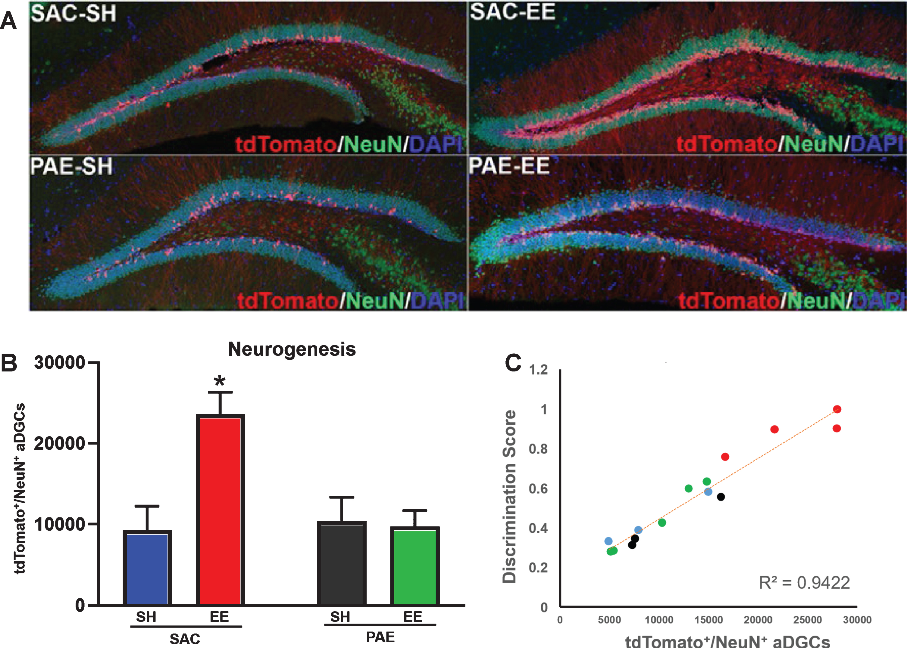 Impaired EE-mediated discrimination learning in PAE mice is directly correlated with impaired neurogenesis. A. Representative confocal microscopy images of coronal sections through the dorsal dentate gyrus demonstrating tdTomato+ aDGCs (red), NeuN+ mature postmitotic neurons (green), DAPI+ nuclear counterstain (blue). B. Number of tdTomato+/NeuN+aDGCs across groups (means±SEM). Two-way ANOVA statistics: alcohol treatment [F (1,11) = 5.83, p = 0.03)], housing [F(1,11) = 6.74, p = 0.02], alcohol treatment x housing interaction [F(1,11) = 8.07, p = 0.01]. *p = 0.02 SAC-SH vs. SAC-EE; p < 0.01 SAC-EE vs. PAE-EE (Tukey’s post-hoc analysis). N = 4 mice/group. C. Behavioral performance as a function of neurogenesis. Colored circles correspond to data from individual mice from SAC-SH (blue), SAC-EE (red), PAE-SH (black) and PAE-EE (green); i.e., color convention as in B. Pearson correlation, R2 = 0.9422.