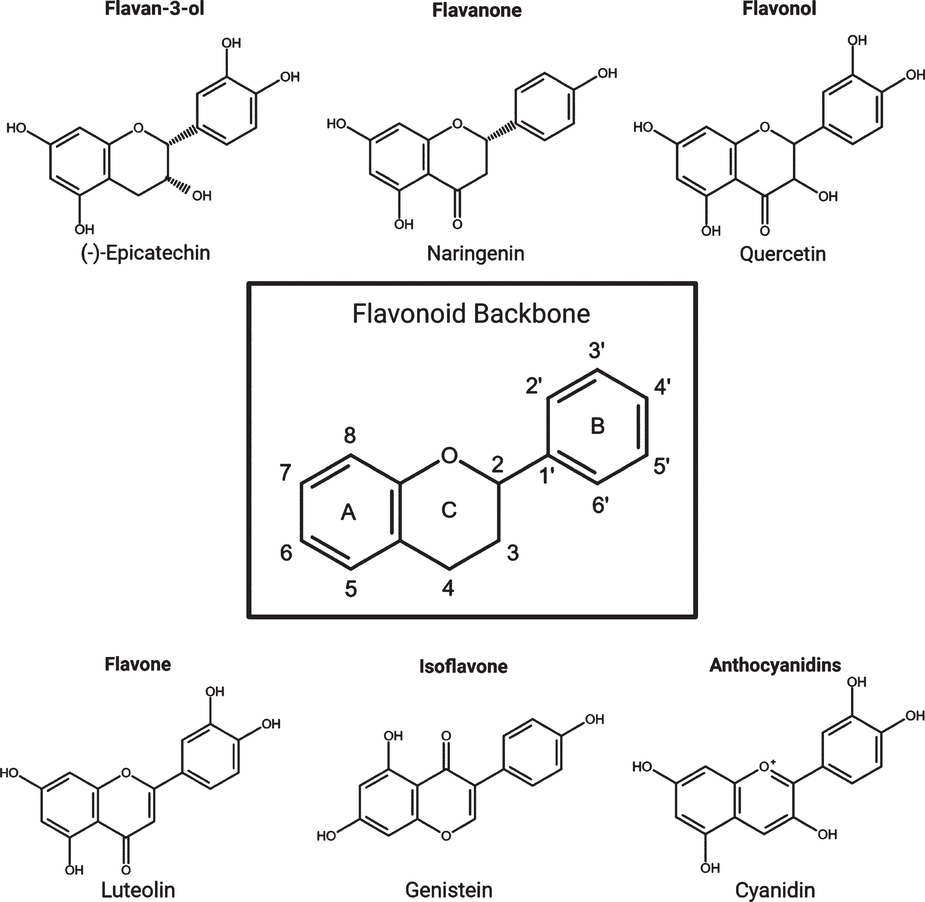 The flavonoid backbone and the six main subgroups with examples from each.