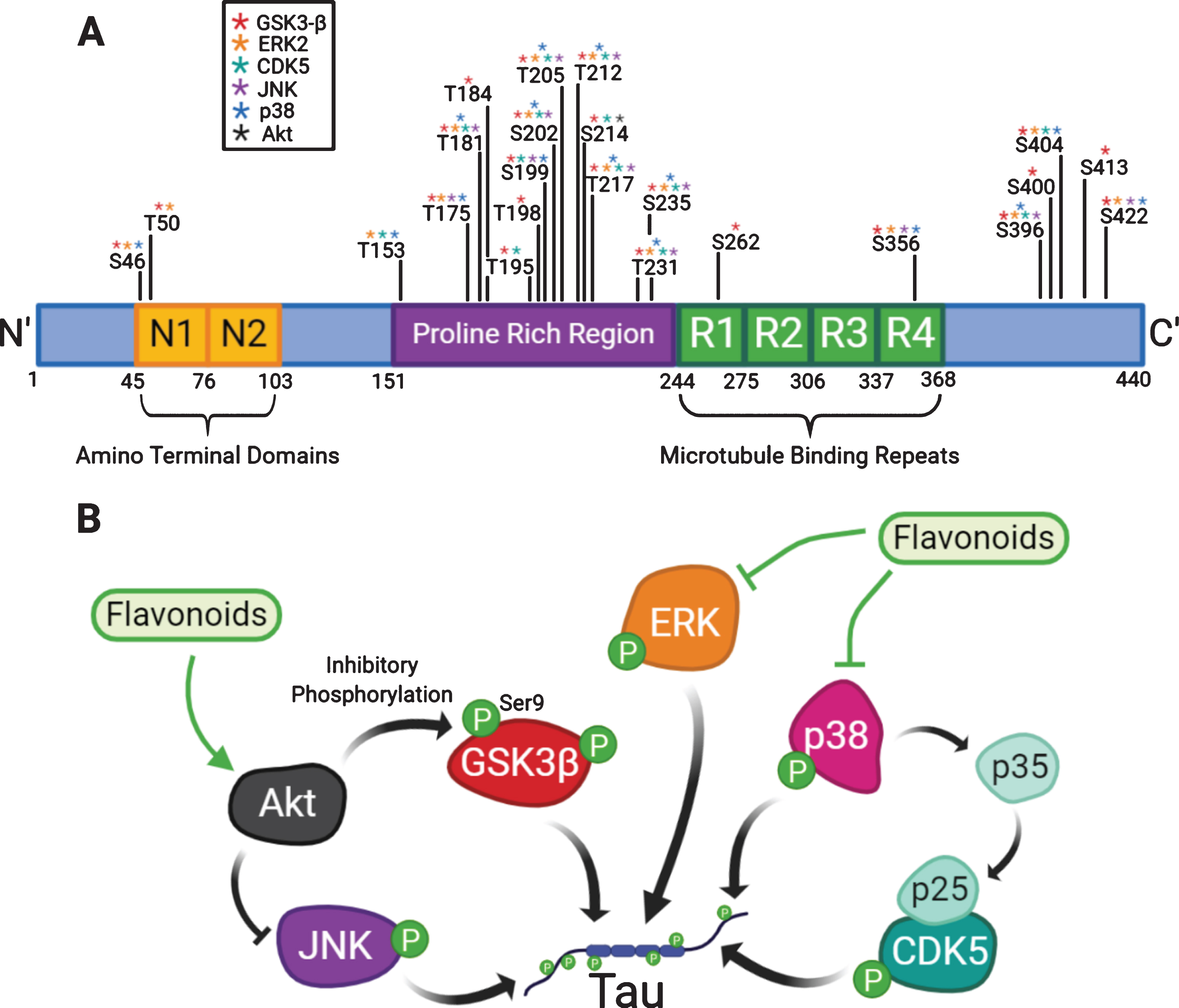 Flavonoids can modulate kinases involved in the hyperphosphorylation of tau. (A) Tau contains an amino-terminal domain, a proline rich region and microtubule binding repeats (R1–R4). The diagram highlights the identified phosphorylation sites on tau which have been shown to be phosphorylated by kinases that can be modulated by flavonoids: GSK3β, ERK2, CDK5, JNK, p38 and Akt [98–109]. (B) A diagram explaining how flavonoids may attenuate tau phosphorylation by modulation of kinases.
