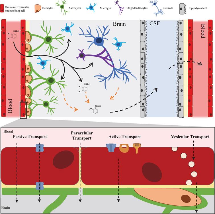 – LMW (poly)phenol metabolites journey to and through the brain. Black arrows represent passage and distribution of the molecules into the brain. Dashed orange arrows represent putative metabolism inside the brain. Dashed arrows represent possible methods of distribution to and from the brain observed for other xenobiotics and predicted for LMW (poly)phenols metabolites.
