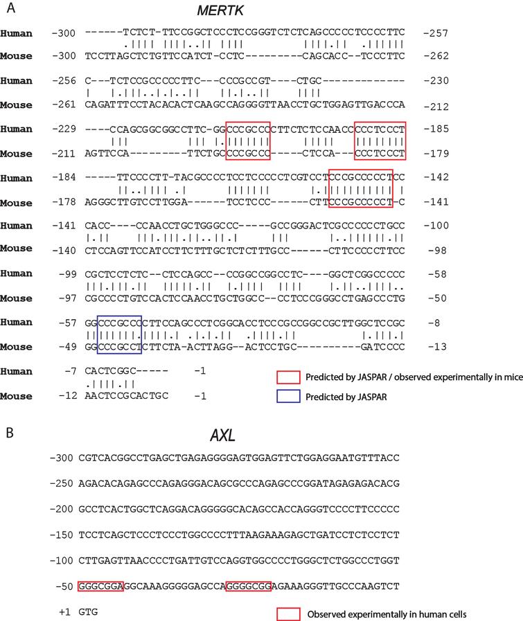 Comparison between proximal promoters of MERTK and AXL reveals similar enrichment for SP1 and SP3 binding sites. Partial nucleotide sequences (–300/+1) of 5’ flanking region of human and mouse MERTK and human AXL. A. Pairwise comparison of human and mouse sequences reveals conserved SP1 and SP3 consensus sequences (highlighted red) predicted by JASPAR and experimentally observed as binding sites in mouse sertoli cells [35]. Conserved binding sites predicted by JASPAR only are highlighted in blue. B. SP1 and SP3 binding sites in AXL proximal promoter have been experimentally observed in Rko and HeLa cells [47]. Sequence data obtained from UCSC Genome Browser (GRCh37/hg19 for human and GRCm38/mm10 for mouse).