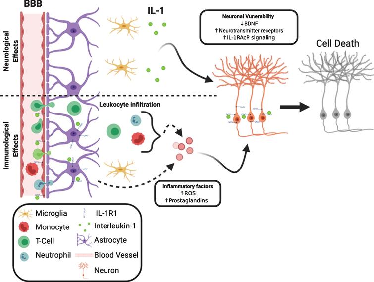 Neurological and immunological IL-1 effects converge to influence neuronal survival. IL-1R1 can directly influence neuronal viability via decreasing neurotrophic factors, increasing membrane-bound neurotransmitter receptor and increasing inflammatory signaling. The decreased neuronal viability is coupled with increased release of neurotoxic inflammatory factors from non-neuronal cells, such as leukocytes, astrocytes and endothelia.