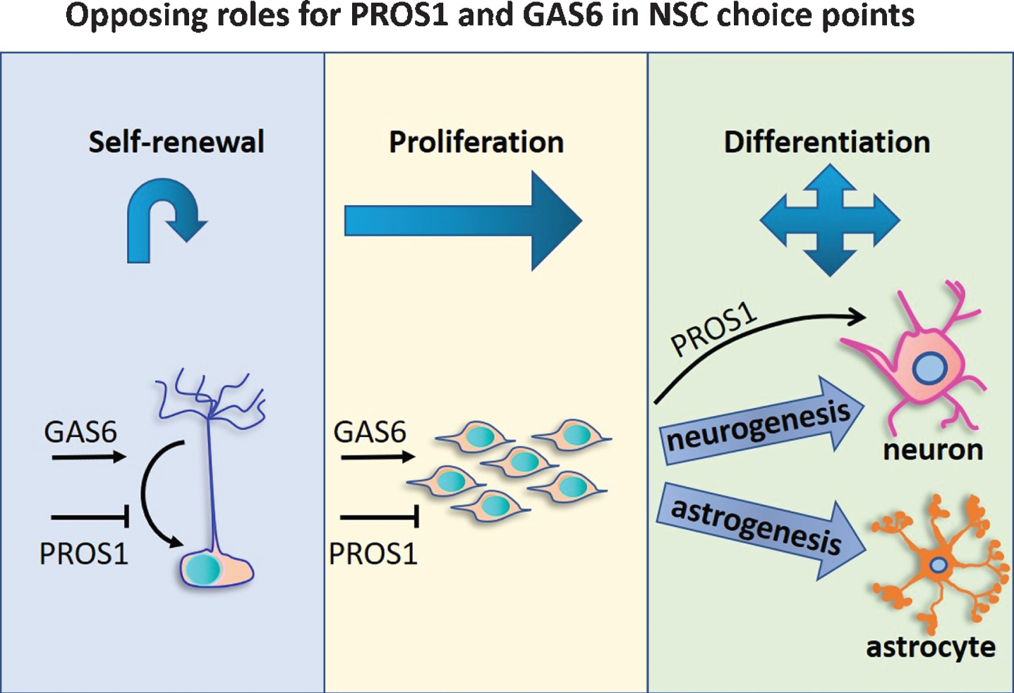 Opposing roles for PROS1 and GAS6 in NSC choice points. Different roles for the TAM agonists PROS1 and Gas6 were revealed through their genetic deletion. Opposing effects are seen on NSC self-renewal, where GAS6 deletion reduces the number of NSCs [40] but PROS1 deletion increased NSC self-renewal [24]. NSC “stemness” is maintained by PROS1, which inhibits NSC proliferation [25], but Gas6 promotes NSC proliferation [40]. PROS1 deletion led to an increase in astrogenesis, indicating its instructive role in the neurogenic fate lineage [25]. By contrast, Gas6 deletion had no effect on the cell fate of differentiated cells [40]. This delicate balance between Gas6 and PROS1 may contribute to NSC homeostasis and neurogenesis.