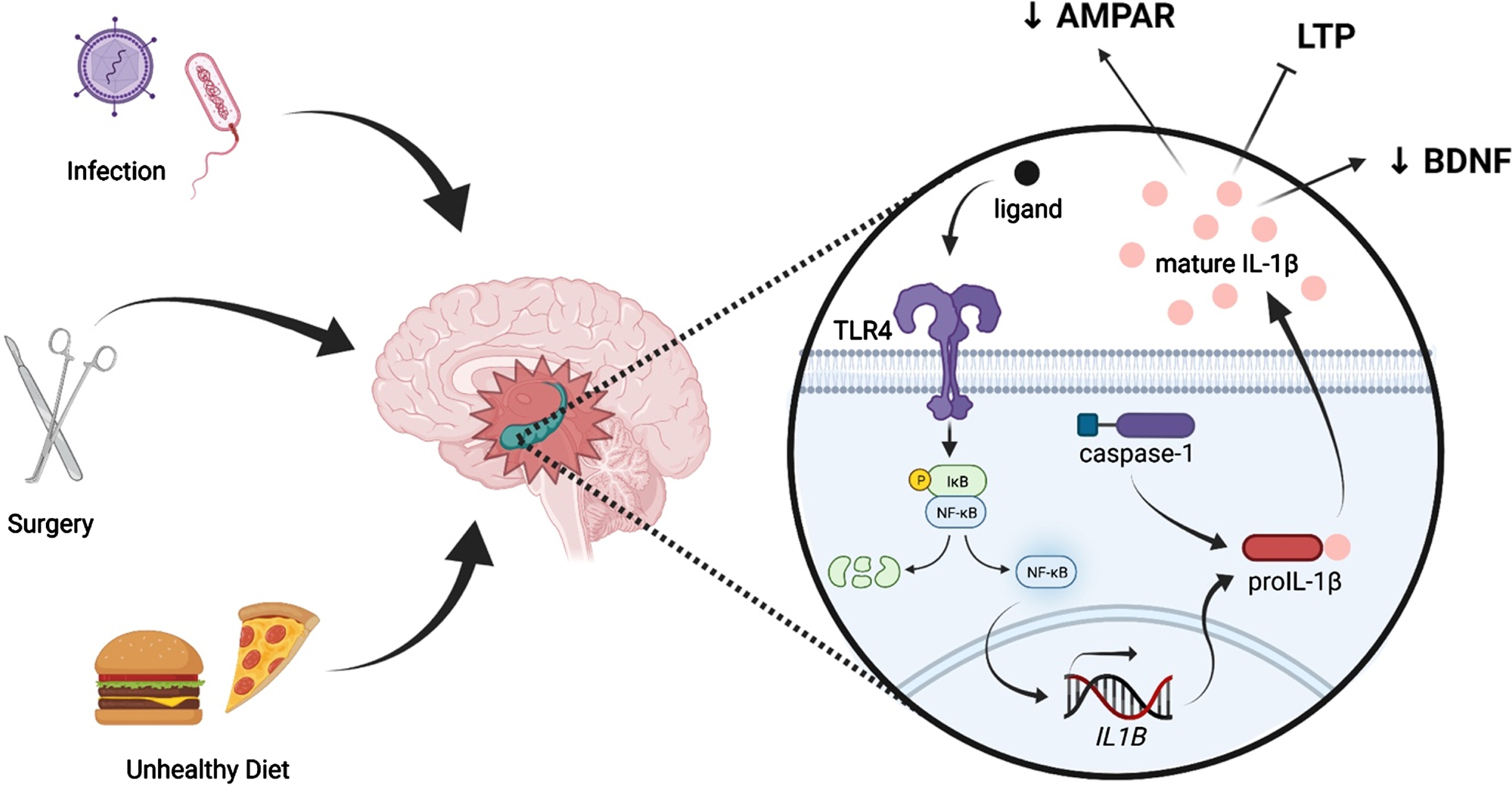 Peripheral immune challenges such as infection, surgery, and consumption of an unhealthy diet can evoke neuroinflammation, especially in the hippocampus. Such insults are known to activate the pattern recognition receptor TLR4, leading to activation of NF-κB and, ultimately, production of immature IL-1β (pro-IL-1β). Pro-IL-1β is cleaved by caspase-1, an inflammasome component, into mature IL-1β, which is released into the extracellular fluid. IL-1β elicits multiple effects on synaptic plasticity-related processes, including suppression of BDNF production, reduction of AMPAR membrane expression, and inhibition of LTP.