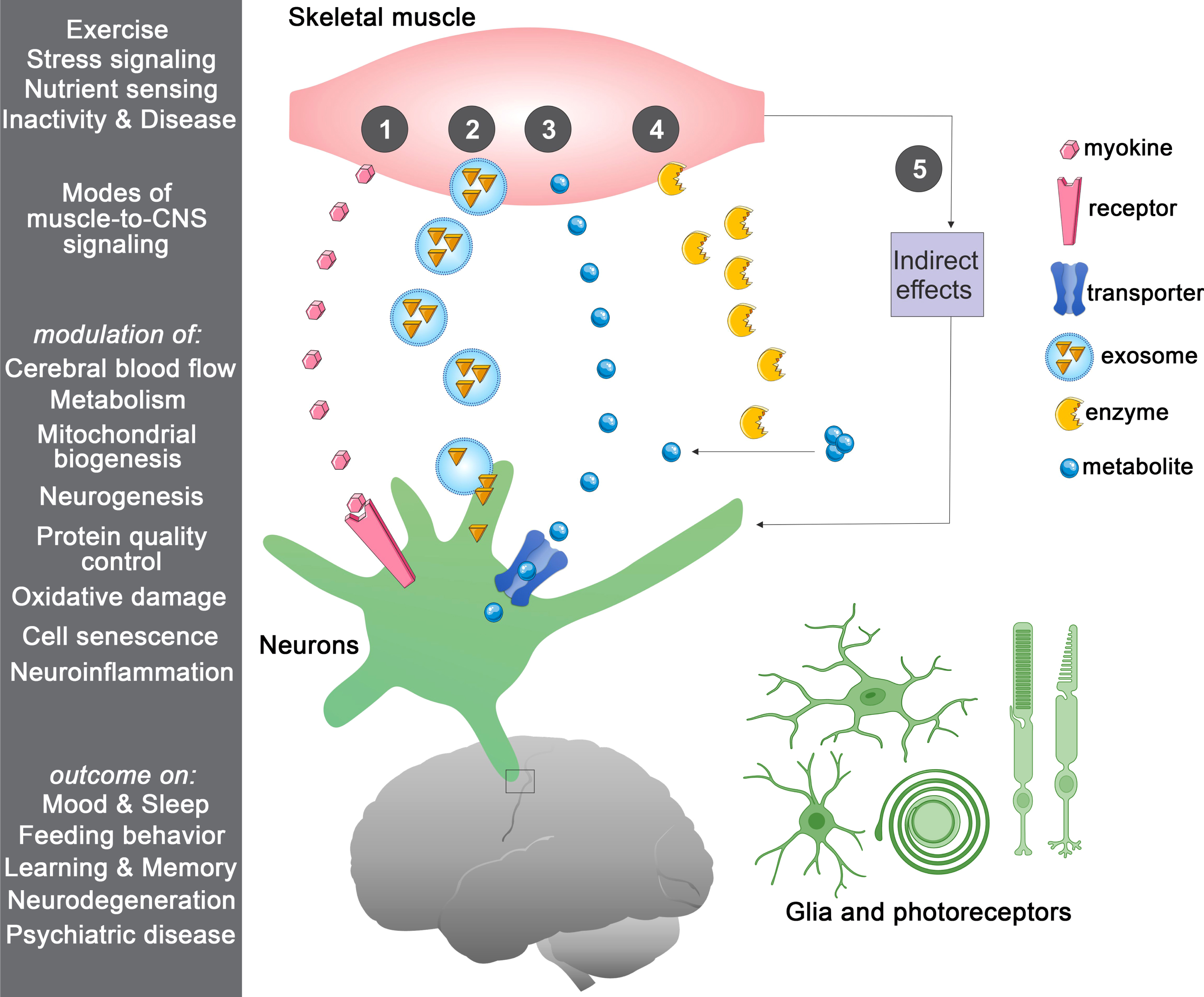 Multiple routes of muscle-to-CNS signaling. In response to a variety of stimuli, skeletal muscle can communicate in a number of ways with the central nervous system (CNS), including the following: (1) by secreting signaling proteins (myokines) that can bind to receptors in the blood-brain barrier (BBB) and brain cells (neurons and/or glia), with the consequent induction of downstream signaling; (2) by releasing extracellular vesicles such as exosomes that contain signaling factors; (3) by releasing metabolites (myometabolites) that enter the brain through solute transporters present on the BBB and brain cells; (4) by secreting enzymes that produce signaling factors in the muscle, in the circulation, and/or in the brain; and (5) via indirect effects stemming from modulation of muscle metabolism and/or myokine signaling to other tissues distinct from the brain. Regulated processes include improvement in cerebral blood flow, brain metabolic functions, mitochondrial biogenesis, and neurogenesis whereas protective signaling reduces oxidative stress, cell senescence, and neuroinflammation. Altogether, the action of muscle-brain signaling on these cellular processes improves cognitive functions.