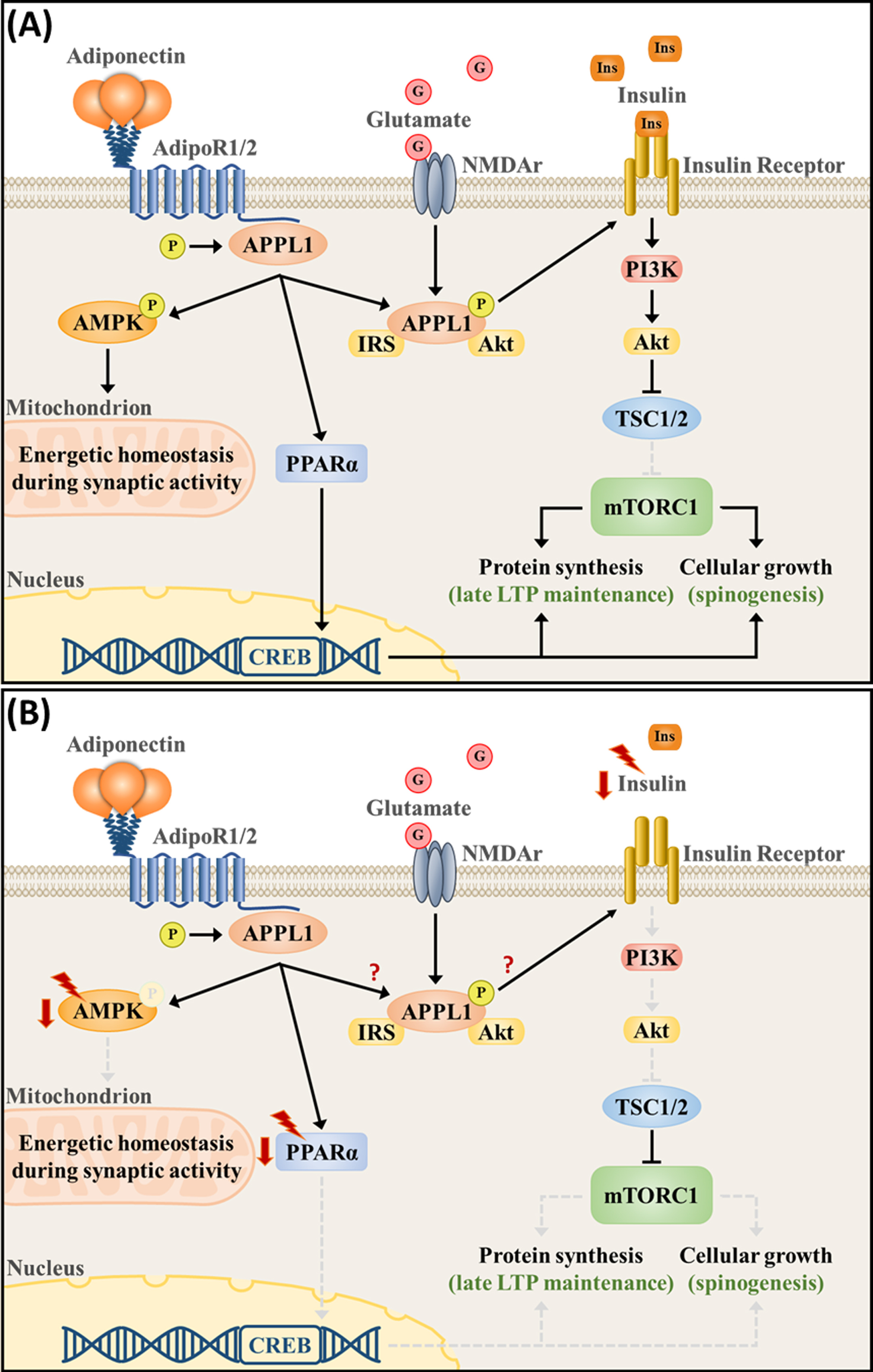 Adiponectin signaling pathway regulates intracellular metabolism and neuronal plasticity in (A) physiological- and (B) chronic stress-associated conditions. (A) Activation of the adiponectin receptors, which are present at synapses, orchestrates signaling pathways that are essential for proper bioenergetic balance and plasticity. AdipoR1/2 phosphorylates the APPL1 and activates the AMPK and PPARα pathways, whereas APPL1 itself forms a complex with NMDA receptors and couples neuronal activity with the activation of the insulin signaling pathway (PI3K/Akt). PI3K/Akt induces mTORC1 activity, protein synthesis, and cellular growth by suppressing TSC1/2. Upon synaptic activation, increased AMPK signaling is necessary to upregulate substrate oxidation, mitochondrial respiration and biogenesis, maintaining the intracellular energetic reserves necessary for LTP maintenance. PPARα, on the other hand, directly upregulated CREB transcription. (B) Chronic stress downregulates PPARα and AMPK expression and phosphorylation, as well as downregulates the expression of upstream modulators of the PI3K/Akt pathway, such as vascular endothelial growth factor and insulin. Currently, a direct connection between APPL1 and stress-associated deficits remains unknown.