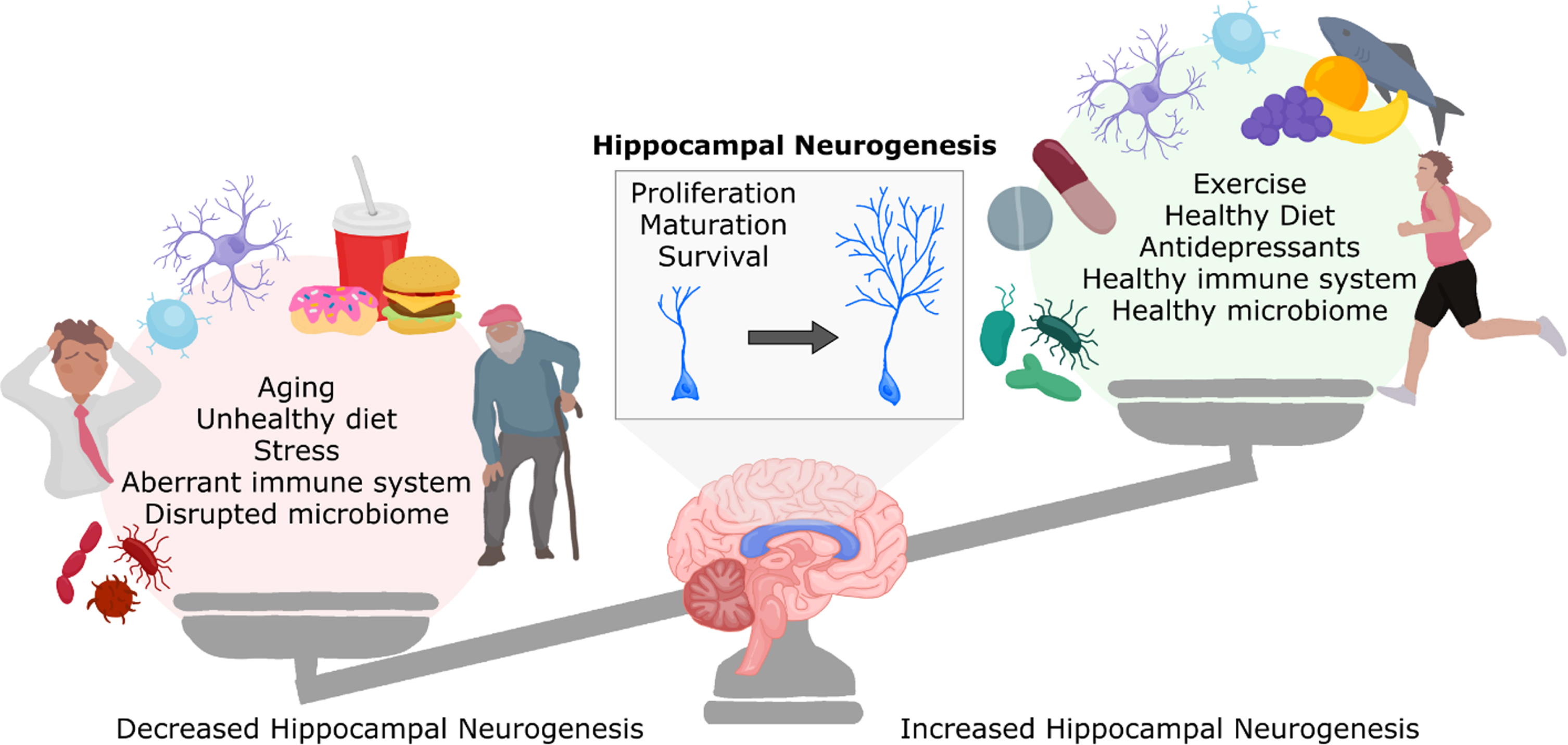 Factors influencing adult hippocampal neurogenesis. Adult hippocampal neurogenesis is increased following exercise, antidepressant drug consumption, a healthy diet, neurogenic immune signalling, and a healthy gut microbiome. However, other factors can be detrimental to adult hippocampal neurogenesis, including aging, diets high in fat and sugar, stress, an aberrant immune system, and disruption of the gut microbiome. These factors can influence the proliferation, maturation and survival of neurons in the adult hippocampus. Figure adapted from [41].