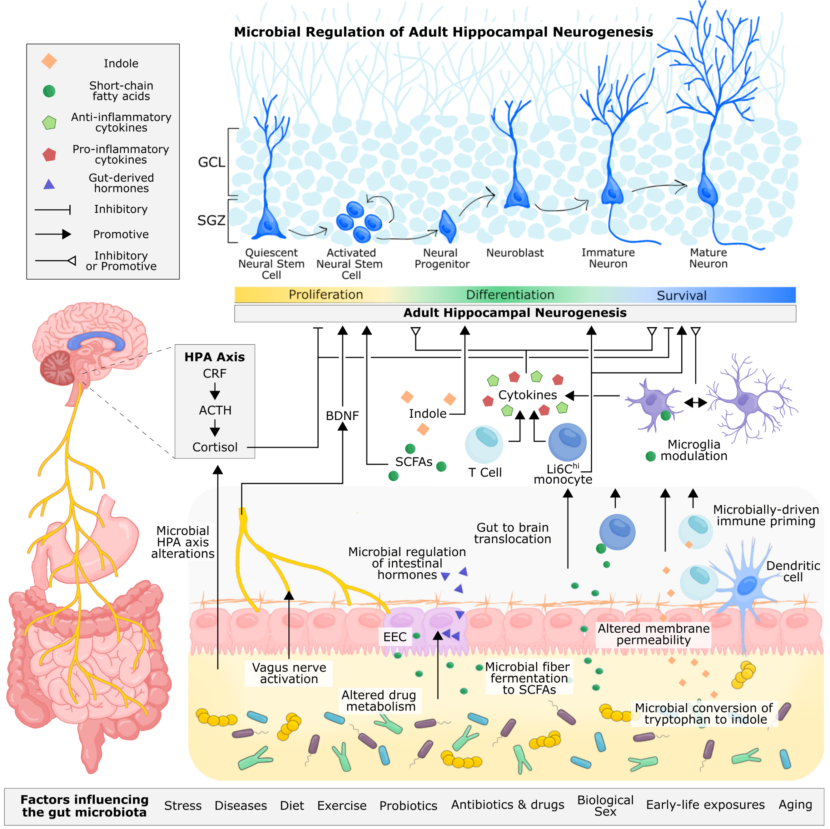 Proposed and established mechanisms of microbial regulation of adult hippocampal neurogenesis. Microbe-derived signals can be transmitted to the brain through neuronal, endocrine, metabolite-driven, and immune pathways. The vagus nerve allows for direct neuronal transmission of gut signals to the nucleus tractus solitarius in the brain, which can be relayed to the hippocampus via the medial septum. Through fecal microbiota transplant and probiotic supplementation, microbial signalling from the gut has been shown to alter levels of hippocampal BDNF and influence adult hippocampal neurogenesis. Immune cells circulating the gut, including monocytes and T cells, are sensitive to the gut microbiota, reacting to microbial cell wall components, such as lippopolysaccharide, and microbially-produced metabolites, such as short-chain fatty acids and indoles, that permeate the intestinal epithelium. These immune cells are also primed by the gut microbiota during early life, shaping their functionality in adulthood. T cells and monocytes can traffic to the brain, where they, along with resident microglia, can produce pro-inflammatory and anti-inflammatory cytokines, which have been shown to inhibit or promote hippocampal neurogenesis. Microglia are also sensitive to microbially-produced short-chain fatty acids, which can cross the intestinal epithelium and blood-brain barrier to directly modulate the functionality of microglia. In addition to cytokine production, microglia are responsible for pruning neuronal dendrites and supporting neuronal development and survival. The gut microbiota can metabolize tryptophan, a precursor to serotonin, kynurenine, and indole. Indole produced by the gut microbiota can directly bind to aryl hydrocarbon receptors (AhR) on neural progenitor cells, promoting neuronal differentiation. Immune cells are also sensitive to indoles through AhR receptors. Intestinal neurotransmitter and hormone production is mediated by enteroendocrine cells and under partial control by the gut microbiota, but whether microbial regulation of these metabolites directly influences adult hippocampal neurogenesis in vivo is unconfirmed. Studies involving germ-free mice and microbiota transplantation have demonstrated the importance of the gut microbiota for regulating the HPA axis, which contributes to the production of cortisol (or corticosterone in rodents). Glucocorticoids can directly bind to receptors on progenitor cells and immature neurons and generally have a supressive effect on hippocampal neuron proliferation and survival of newborn neurons. In addition to adult hippocampal neurogenesis, the gut microbiota contributes to neuroplasticity, long term potentiation, and intestinal barrier and blood brain barrier permiability, which offers some mechanistic insight into how the gut microbiota may regulate adult hippocampal neurogenesis and related behaviour. Abbreviations: Adrenocorticotropic hormone (ACTH); brain-derived neurotrophic factor (BDNF); orticotropin-releasing factor (CRF); enteroendocrine cell (EEC); hypothalamus-pituitary-adrenal (HPA).