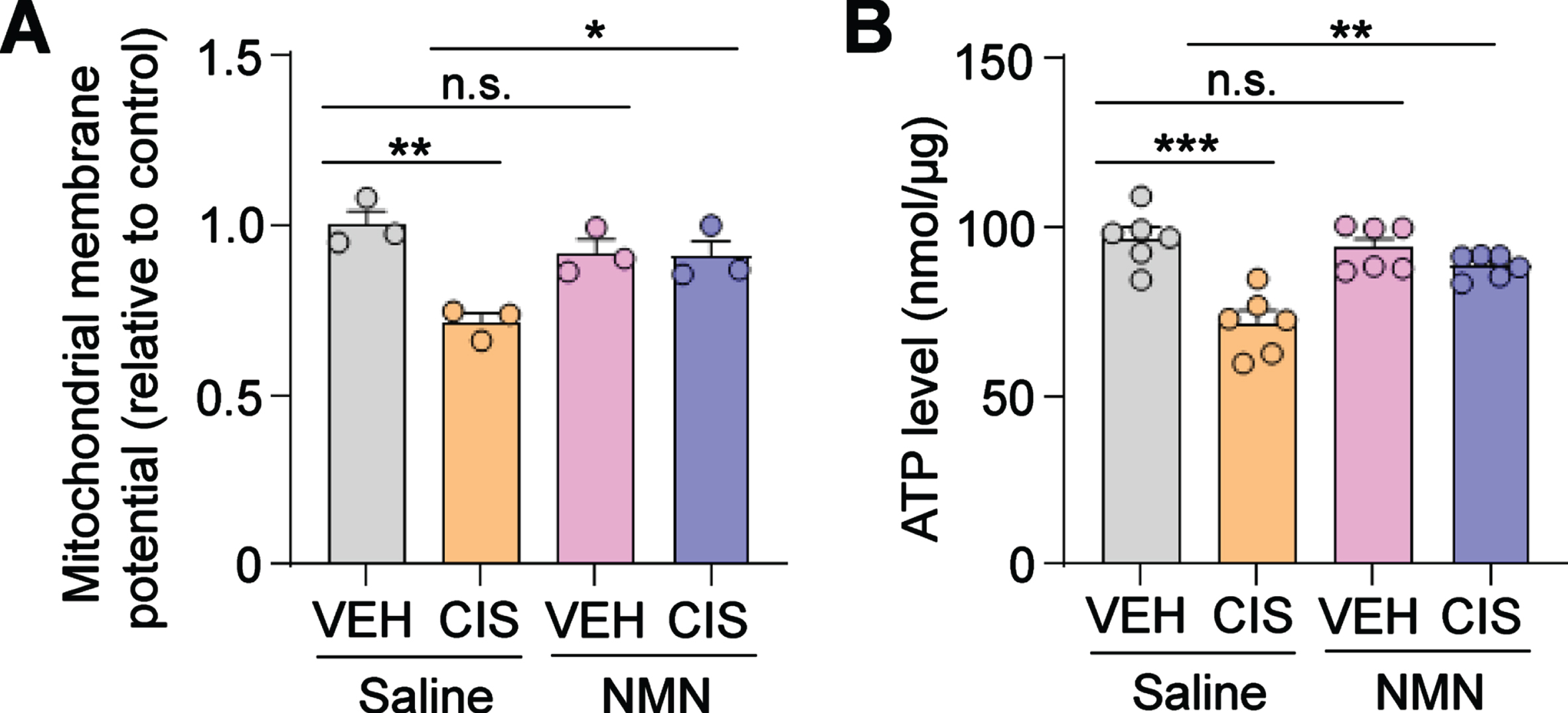 NMN prevents cisplatin-induced reductions in mitochondrial membrane potential and ATP production in human cortical neurons. (A) The mitochondrial membrane potential (relative to vehicle- and saline-treated group) was evaluated as described in the Methods section. (B) ATP levels were estimated by using the ATP bioluminescent assay kit. Circles in bar graphs represent analysis of an individual well. All experiments were performed in two or three independent experiments. Data represent mean±SEM. One-way ANOVA followed by Tukey’s post-hoc corrections. *: P < 0.5, **: P < 0.01, ***: P < 0.001, n.s.: not significant. VEH: Vehicle, CIS: Cisplatin, NMN: nicotinamide mononucleotide.