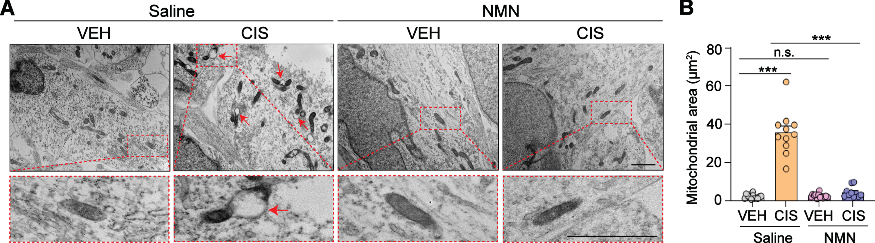 NMN prevents cisplatin-induced increases in mitochondrial vacuolization and swelling in human cortical neurons. (A) Ultrastructural features in mitochondria were observed under transmission electron microscopy. Abnormal areas of mitochondria are indicated with red arrows and show swollen mitochondria by evidence of severely disrupted cristae. Insets outlined by red dashed lines show a more detailed examination of the detrimental effects of cisplatin and the neuroprotective effect of NMN on cisplatin-induced mitochondrial impairments. All scale bars: 2μm. (B) Quantification of mitochondria area in each treatment group was analyzed by Image J. Circles in bar graphs represent analysis of an individual mitochondria. n = 10–13 mitochondria/treatment derived from triplicate wells/treatment group. All experiments were performed in two or three independent experiments. Data represent mean±SEM. One-way ANOVA followed by Tukey’s post-hoc corrections. ***: P < 0.001, n.s.: not significant. VEH: Vehicle, CIS: Cisplatin, NMN: nicotinamide mononucleotide.