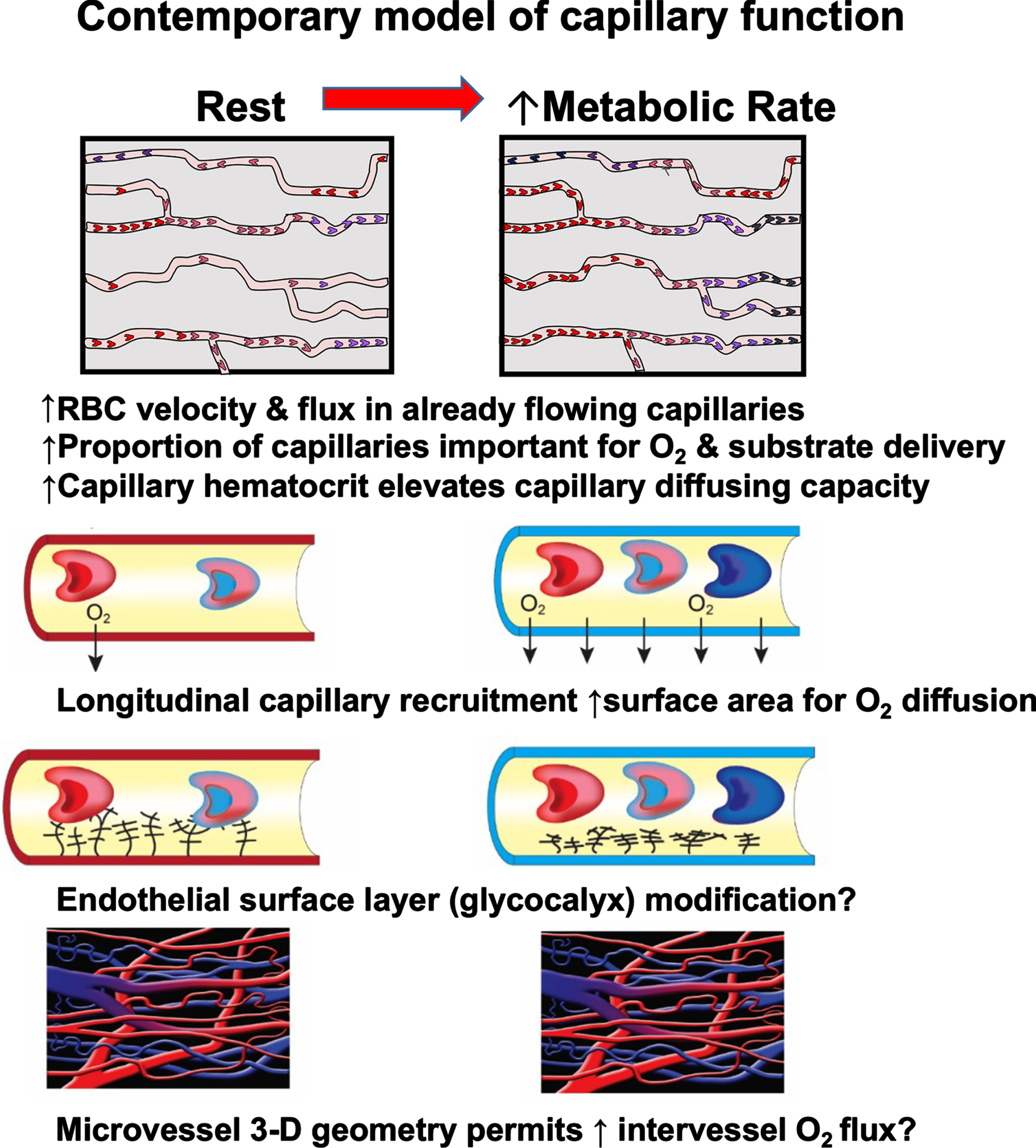 Contemporary model of brain capillary function developed in skeletal muscle [54] that demonstrates key features of the capillary bed crucial for blood-tissue O2 (and other substrates) exchange. It is anticipated that further development of these more accurate capillary function models will provide invaluable insights into dysfunction in diseases such as Alzheimer’s and dementia.