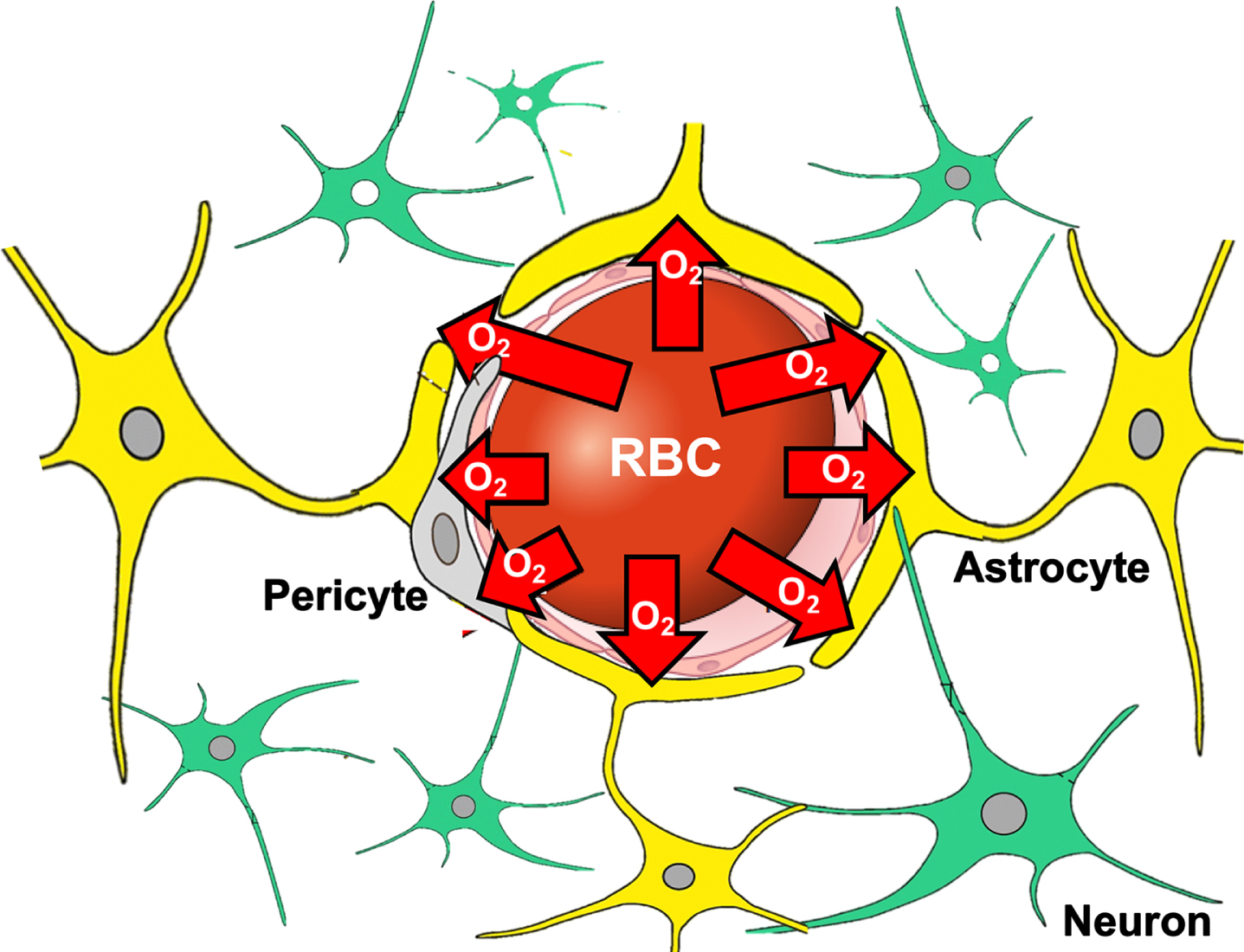 Geometry of oxygen (O2) diffusion from red blood cell (RBC) in brain capillary to neurons, astrocytes and pericytes. Effective O2 supply is dependent upon adequate capillary RBC flux and its distribution as well as capillary hematocrit (generally lower than systemic hematocrit) as it determines capillary O2 diffusing capacity [144].