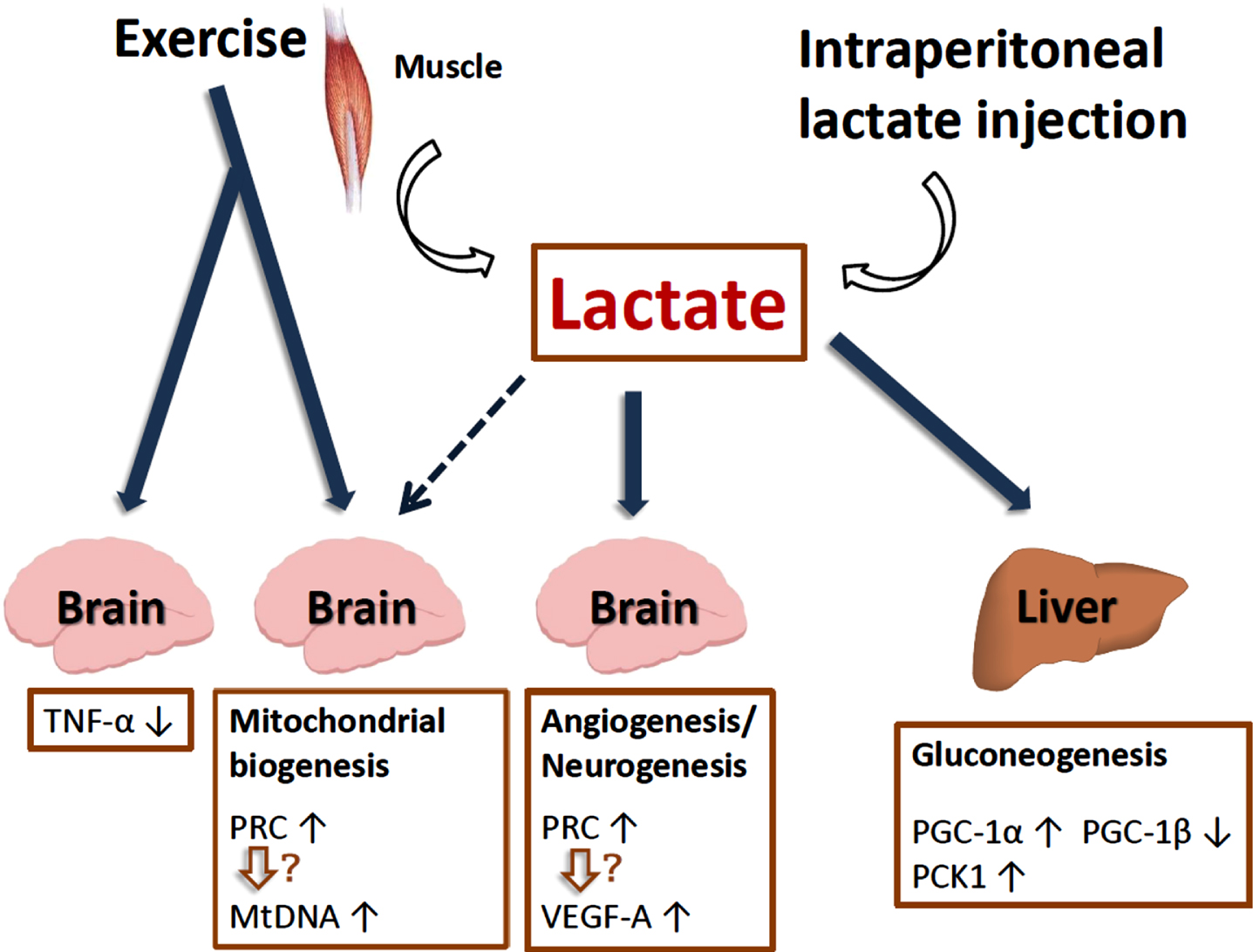 Lactate plays a role in adult neurogenesis, hippocampal BDNF expression, mitochondrial biogenesis and reduction of inflammation.