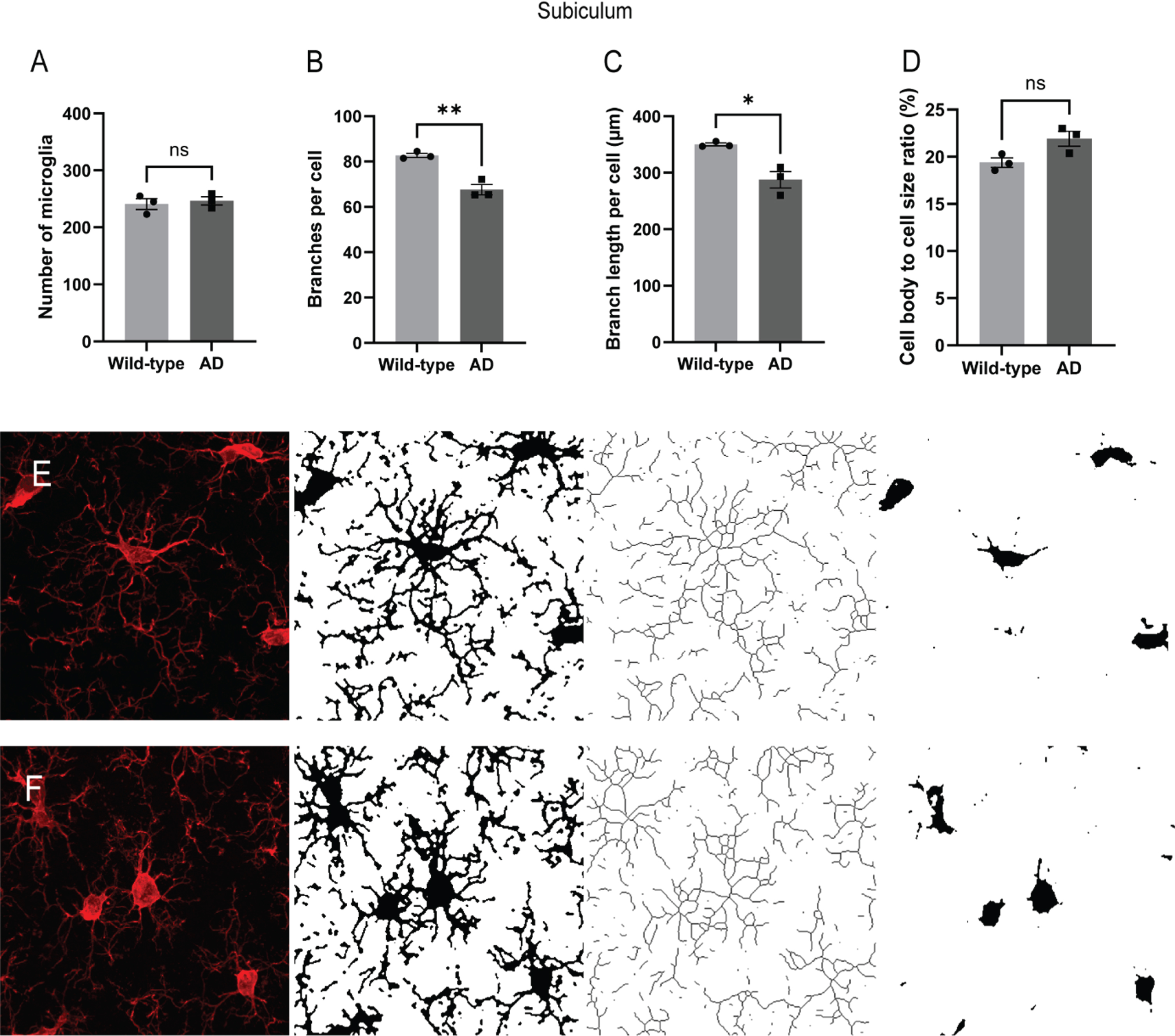 Alterations in microglial morphology in the subiculum of the transgenic AD rats. The number of microglia and their morphological complexity was assessed in dorsal subiculum (A-D) of the AD rats (n = 3, age mean±standard deviation; 6.9±0.10 months) and the wild-type control rats (n = 3, age 6.8±0.10 months). Representative images of Iba1-staining of microglia in AD (E) and wild-type rats (F) with corresponding binary and skeletonized images for skeleton analysis and cell body size measurement. Two-tailed unpaired t-test, *p <  0.05, **p <  0.001.