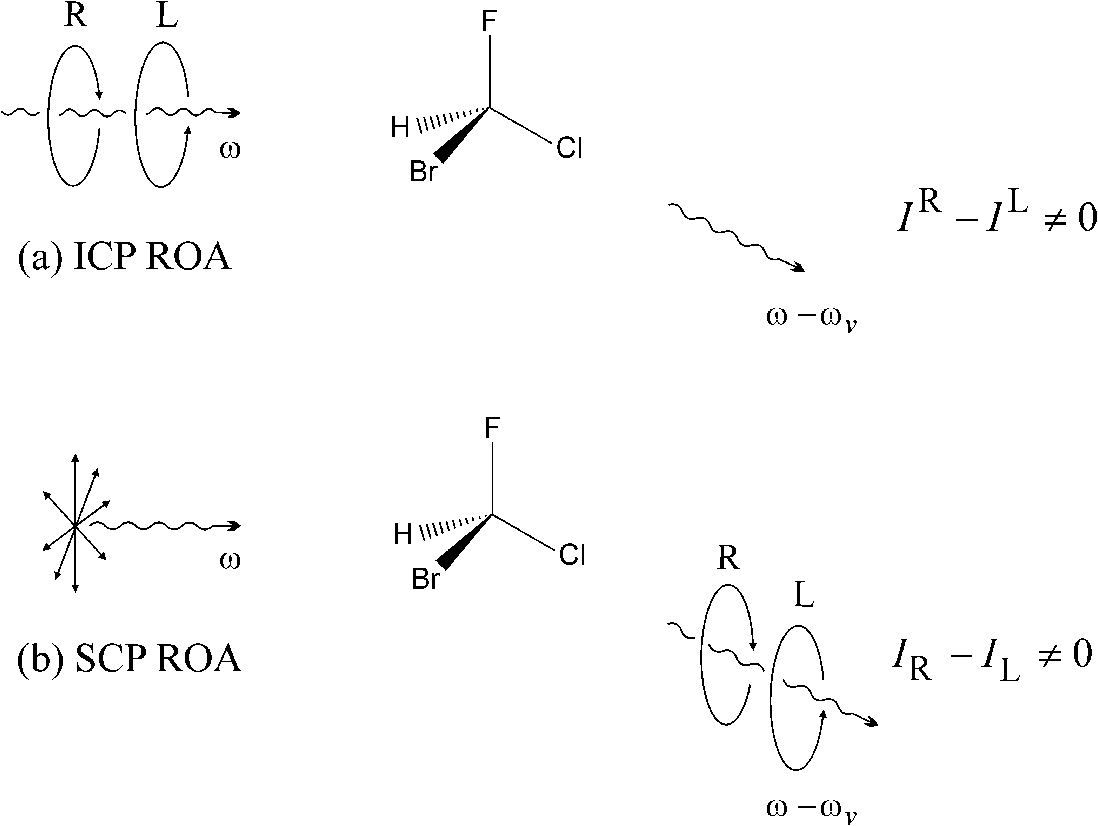 Two equivalent ROA experiments in transparent Stokes vibrational Raman scattering at angular frequency ω−ωv in incident light of angular frequency ω. (a) ICP ROA measures IR−IL, where IR and IL are the scattered intensities in right- and left-circularly polarized incident light, respectively. (b) SCP ROA measures IR−IL, where IR and IL are the intensities of the right- and left-circularly polarized components, respectively, of the scattered light using incident light of fixed non-elliptical polarization (shown here as unpolarized). A positive value of IR−IL corresponds to a small degree of right-circular polarization in the scattered light.