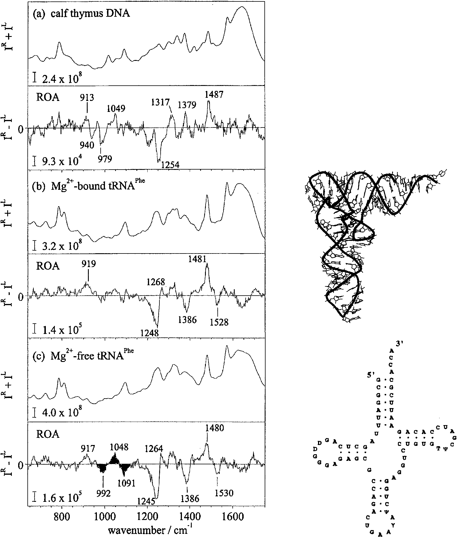 Backscattered ICP Raman and ROA spectra of (a) calf thymus DNA, (b) Mg2+-bound tRNAPhe and its associated L-shaped tertiary fold and (c) Mg2+-free tRNAPhe and its associated open cloverleaf secondary structure, in aqueous solution. Adapted from [28].