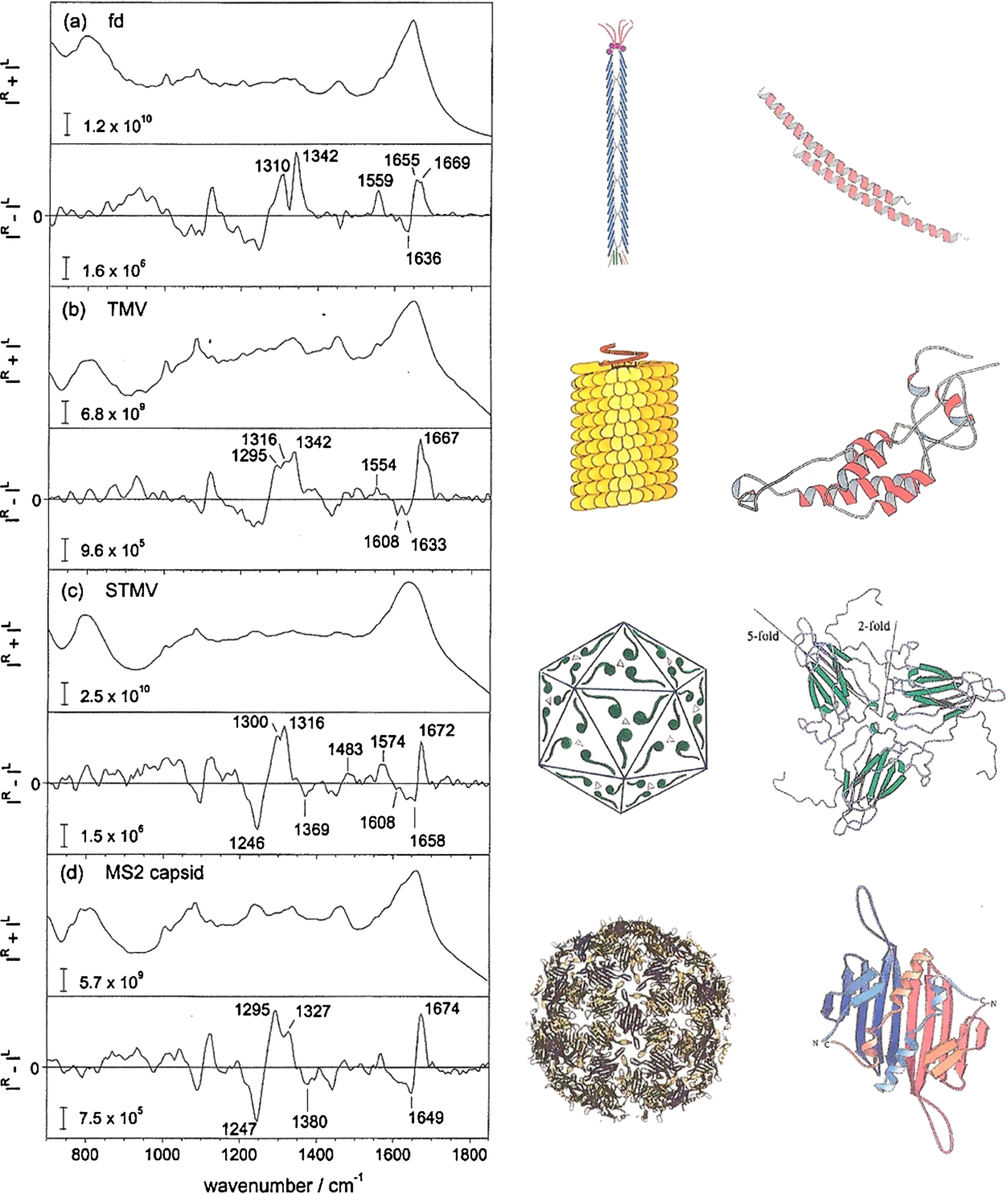 Typical backscattered ICP Raman and ROA spectra of different structural types of virus, all in aqueous solution. The distinct folds of the corresponding major coat proteins are shown on the right. Adapted from [34]. (Colors are visible in the online version of the article; http://dx.doi.org/10.3233/BSI-150113.)