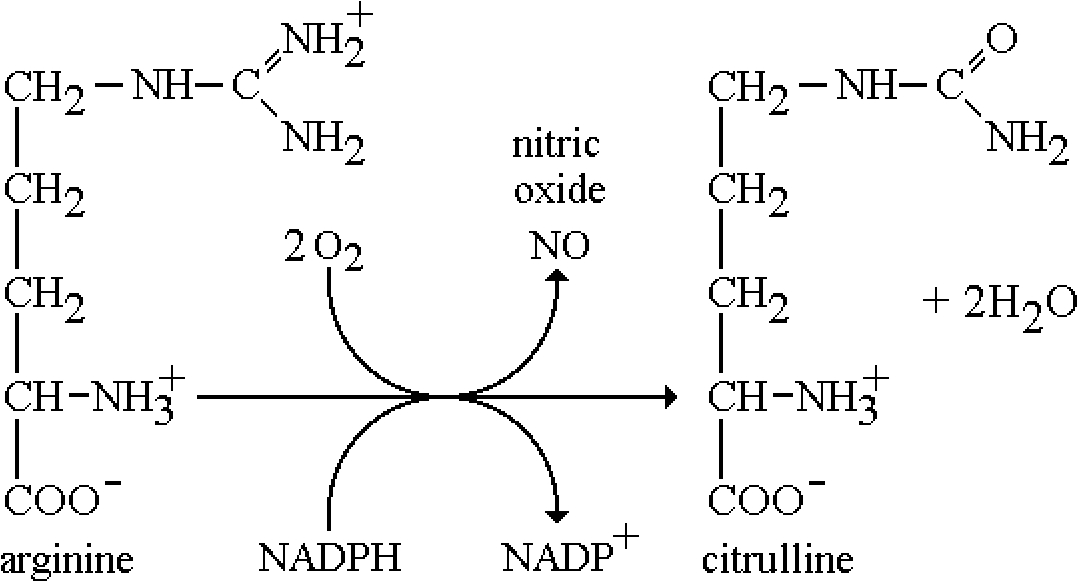 Biosynthetic pathway for the generation of NO. The reaction is catalyzed by nitric oxide synthase (NOS).