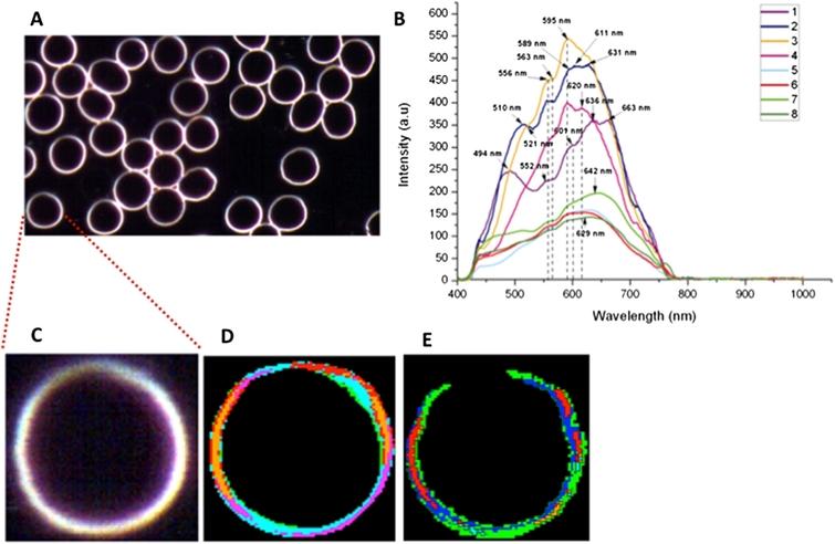 Optical image of erythrocyte (A) and the HDFM spectral library composed by 8 spectral endmembers with arbitrary color code (B). Enlargement of one erythrocyte (C); matching of the spectral library (D); matching of the 5 components shown in Fig. 1(F).