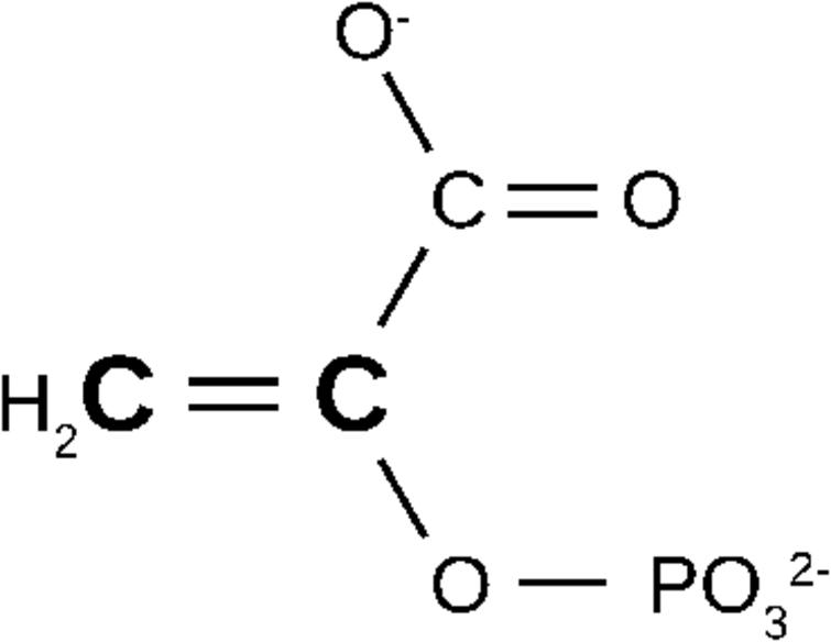 Structure of phosphenolpyruvate. The two 13C labelled carbon atoms are indicated by boldface and a larger letter size.