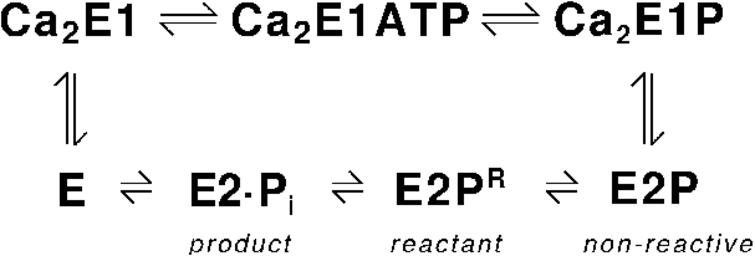 Reaction cycle of the Ca2+-ATPase. E2P denotes the ground state of the second phosphoenzyme intermediate. It is called non-reactive for reasons given in the text. E2PR is the reactant state for the dephosphorylation reaction.