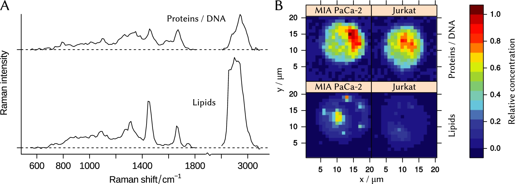 (A) – N-FINDR end-members that represent spectra of lipid and protein/DNA mixture. (B) – concentration maps of the end-members in cells of Jurkat and MIA PaCa-2 cell lines.