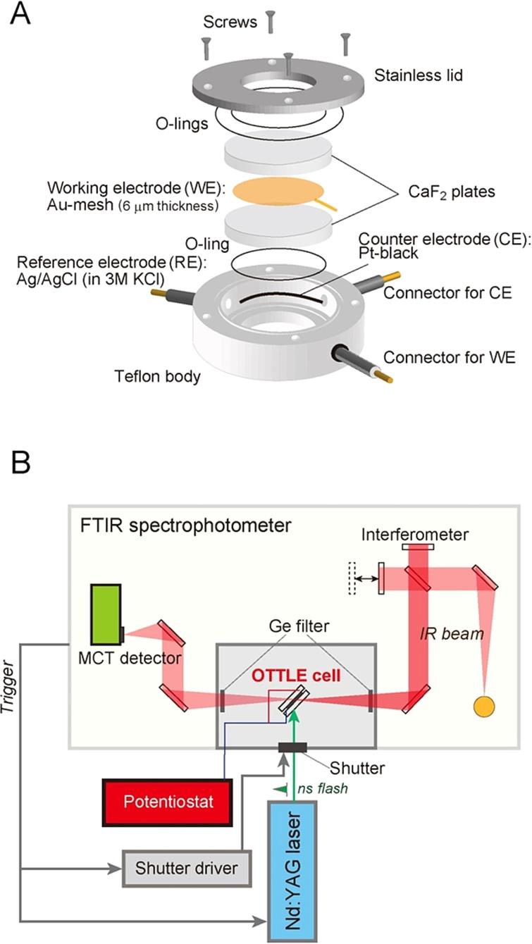 (A) An optically transparent thin-layer electrode (OTTLE) cell designed for light-induced difference FTIR spectroscopy. (B) Instrumental setup for measurements of flash-induced FTIR difference spectra of a sample in an OTTLE cell, in which the potential of the working electrode is controlled by a potentiostat.