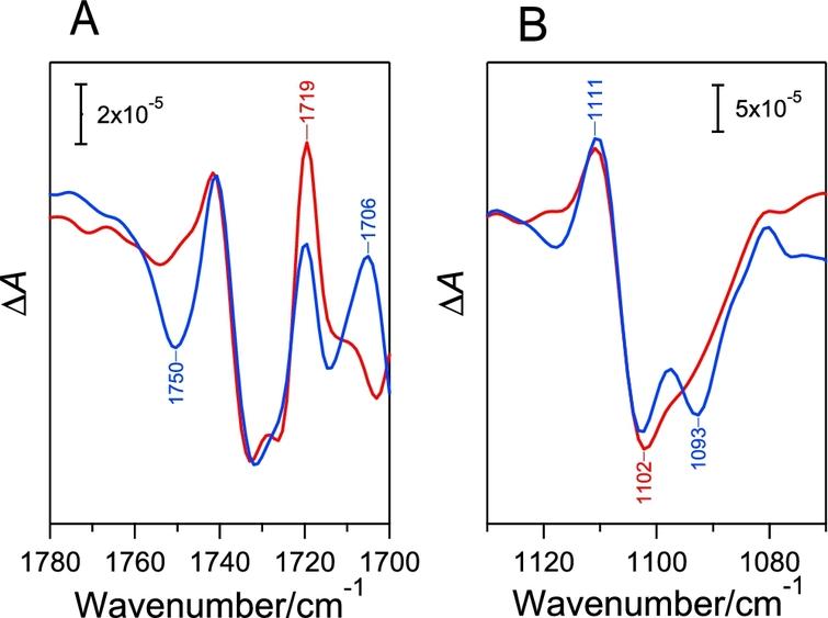 Fe2+/Fe3+ difference spectra of the intact (blue line) and Mn-depleted (red line) PSII membranes in the regions of the C=O stretch of COOH (A), and the CN stretch of His (B). Reproduced from Ref. [28].