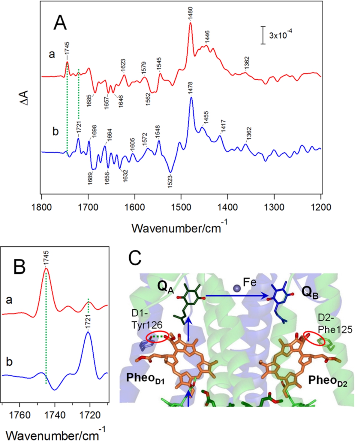 (A) Light-induced FTIR difference spectra upon single reduction of QB (a) and QA (b) of Mn-depleted PSII core complexes isolated from Thermosynechococcus elongatus. (B) Expanded spectra of the ester C=O region of the QB−/QB (a) and QA−/QA (b) difference spectra. (C) Hydrogen-bond interactions of pheophytin electron acceptors located near QA and QB in PSII (PDB code: 3ARC [63]). Spectra in panels A and B are reproduced from Ref. [59].