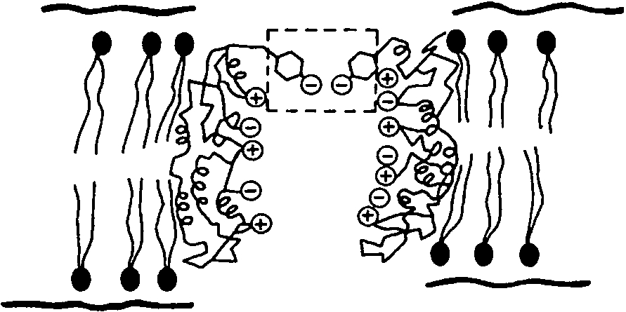 Early “permion” model proposed by Rothschild and Stanley in 1972 to account for membrane protein ion transport and selectivity. Small conformational changes involving a few charged residues were postulated to provide a basis for control of ion permeation and selectivity (adapted from [211]).