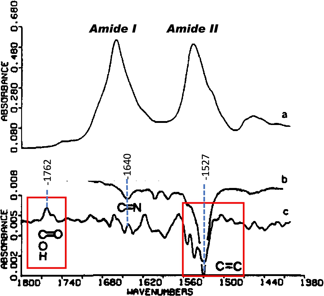FTIR difference spectrum of BR → M transition of dried purple membrane (PM) containing bacteriorhodopsin (BR) reported in 1981. (a) Absolute infrared absorbance of PM film deposited on AgCl using ISD, (b) RRS of PM suspension using 5145 Å excitation with positive intensity of bands reversed. (c) FTIR-differences calculated as difference between spectrum recorded immediately after illumination for one minute from one recorded immediately before flash excitation. Note largest band in the difference spectrum near 1527 cm−1 (inside red box) arises from the ethylenic C=C stretch and reflects isomerization of the retinal chromophore. The positive band at 1762 cm−1 (inside red box) was assigned to protonation of an Asp or Glu residue containing a carboxylate group which becomes protonated during formation of the M412 intermediate. A negative band at 1640 cm−1 is assigned to the Schiff Base C=N stretching mode (adapted from Ref. [213]).