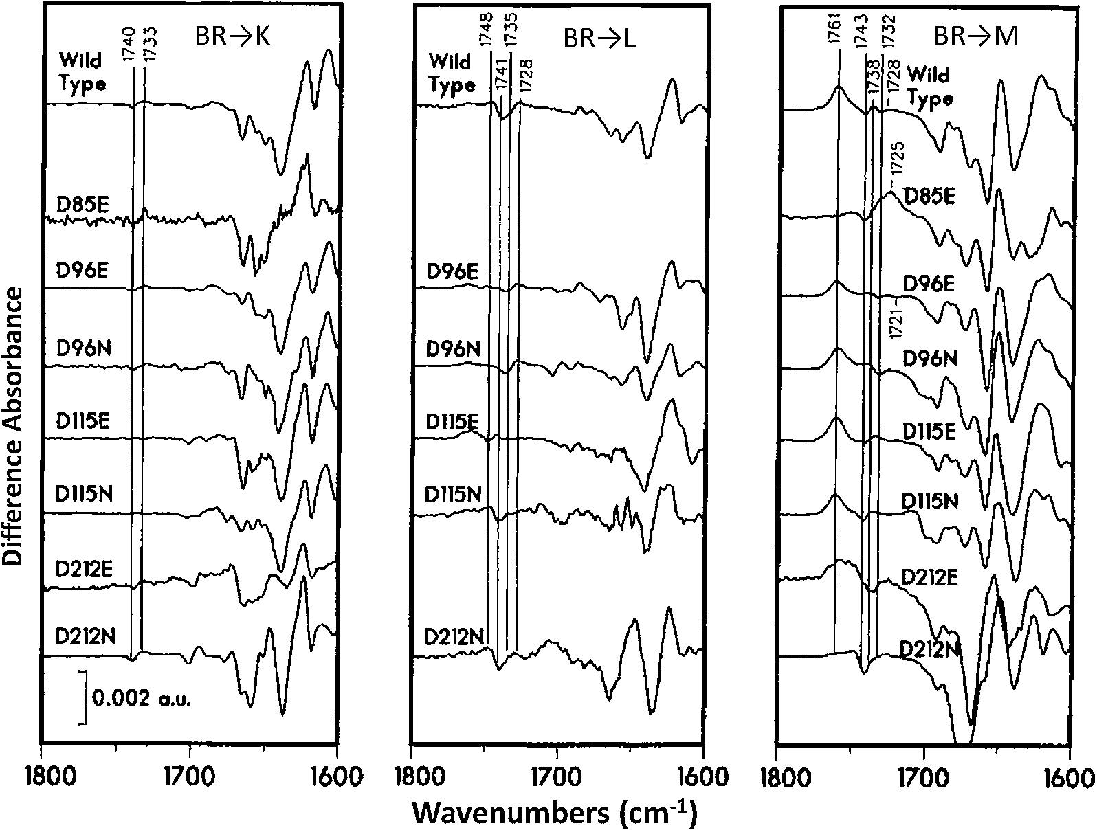 Comparison of FTIR difference spectra for WT and Asp → Asn, Glu substations in the BR amino acid sequence for the BR → K, L and M transitions recorded at low-temperature. Addition low-temperature studies on the BR → N [36] and BR → O transitions [37], as well as time-resolved FTIR difference measurements [37,40,41], led to an early model of the BR proton pump mechanism. (Adapted from [42].)