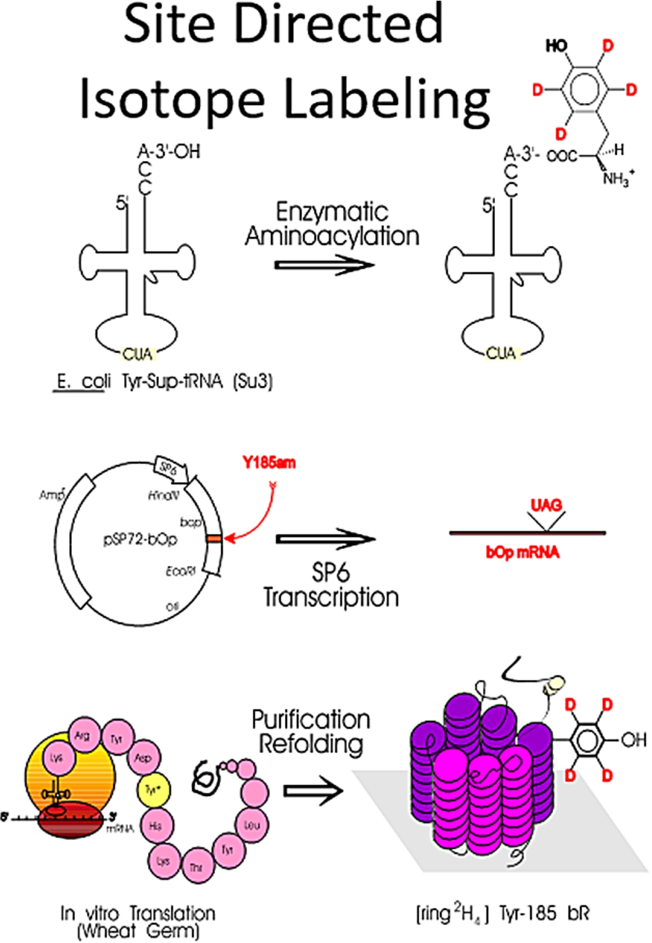 Major steps in site-directed isotope labeling (SDIL) of proteins (adapted from [227]).