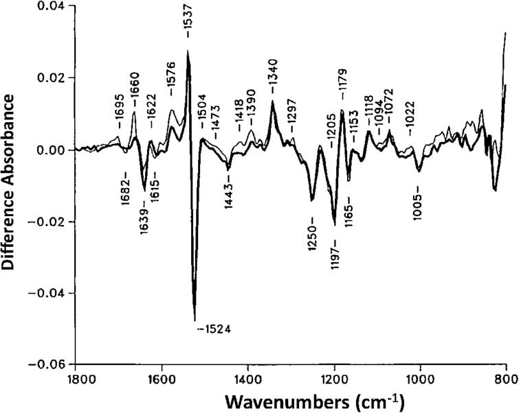 Polarized ATR FTIR difference spectrum for BR570 → M412 recorded on PM film bathed in a pH 6.8 solution of 0.065 M LaCl3 at room temperature. Difference spectra are shown for FTIR difference spectra recorded using vertical polarization (thick line) and horizontal polarization (thin line) (see Fig. 14). (Adapted from Ref. [158].)