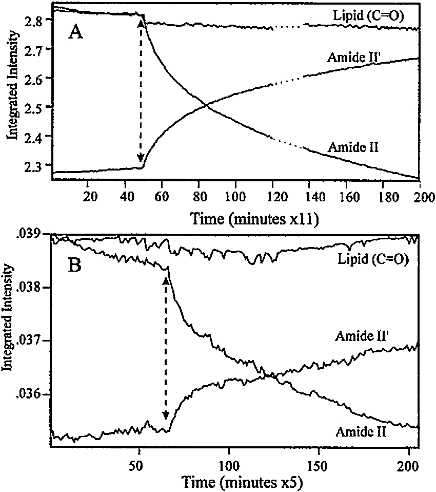 Comparison of kinetics H–D exchange in bovine rhodopsin disc membrane after photo bleaching (indicated by dashed arrow) measured by transmittance (top) and ATR-FTIR (bottom) (see Ref. [183] for additional details).