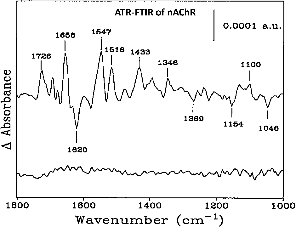 FTIR difference spectra of affinity purified and reconstituted nAChR membranes. Top, spectra recorded in the presence and absence of 50 µM carbamylcholine, and Bottom, consecutive spectra recorded with buffer flowing past the nAChR film. Both difference spectra are the average of 20 1,000-scan difference spectra, each recorded at 22.5°C and at a resolution of 8 cm−1 (adapted from [11]).