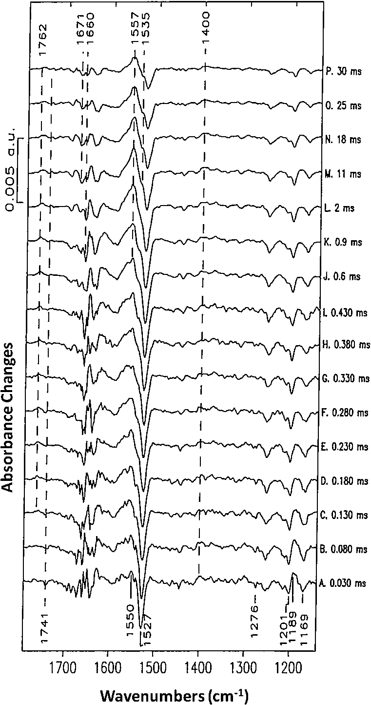 Stroboscopic time-resolved FTIR difference spectra of the BR photocycle. (Adapted from [41]; see reference for further details.)