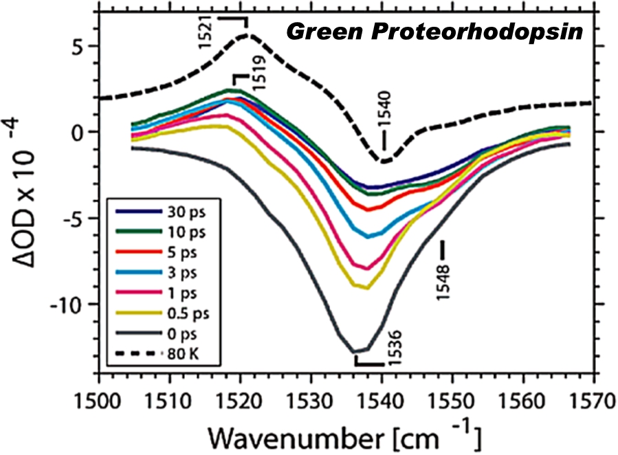 Transient infrared spectrum of unlabeled green proteorhodopsin (GPR) in the ethylenic region after ∼100 nJ 520 nm photoexcitation (adapted [5]; see reference for further details).
