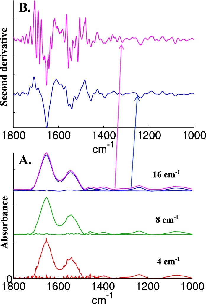 Illustration of water vapor contribution as a function of spectral resolution. A, bottom line, spectrum of water vapor recorded at a nominal resolution of 4 cm−1 and of breast epithelial cells to which this water vapor spectrum has been added (bottom, red spectra); after decreasing resolution by apodization of the interferogram by a Gaussian lineshape to 8 cm−1 (middle, green spectra) and to 16 cm−1 (top, magenta spectra). The original cell spectrum appears in blue with a small offset for the sake of clarity. B, second derivative (Savitzky–Golay, 9 points, spectra encoded every 1 cm−1) of the original cell spectrum (blue) and of the spectrum containing water vapor contribution whose resolution was decreased at 16 cm−1 (magenta). The arrows indicate the correspondence between each spectrum and its second derivative.