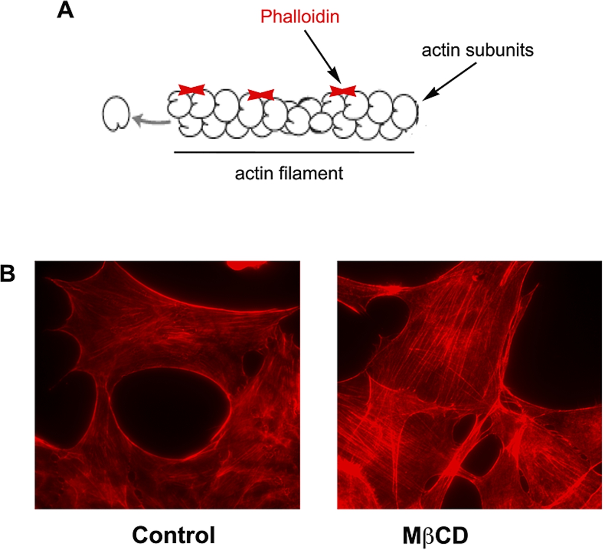 (A) Representative image of actin filaments and the sites of binding of phalloidin. (B) Fluorescence images of mouse embryonic fibroblasts treated or not (control) with MβCD 10 mM, fixed with 4% paraphormadehyde and labeled with phalloiding conjugated with Alexa fluor 546 (Invitrogen®). Arrows indicate the actin stress fibers in MβCD treated cells.