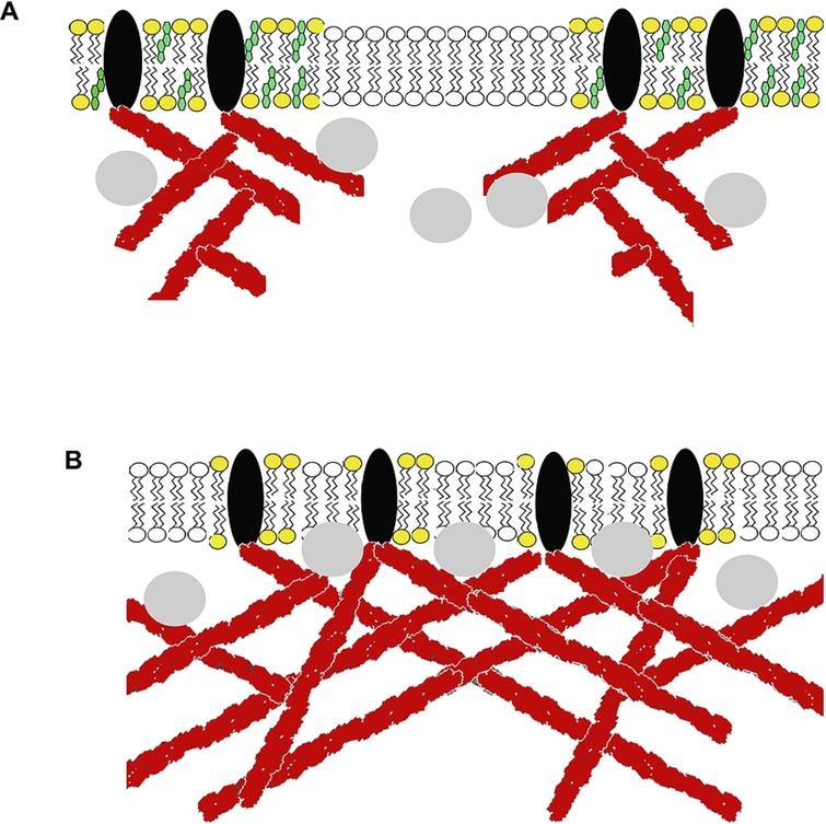Model of exocytosis triggered by cholesterol sequestration from plasma membrane. (A) Plasma membrane containing cholesterol and presence formation of the membrane rafts microdomains. In these domains, actin-binding proteins hold actin filaments in specific locations. Peripheral lysosomes are docked to these actin filaments. (B) Plasma membrane after cholesterol sequestration. Actin-binding proteins reallocate along the membrane due to the disruption of the membrane rafts. Actin filaments also increase in size due to actin polymerization induced by cholesterol sequestration. In this scenario, reorganized actin filaments push peripheral lysosomes closer to the cell plasma membrane secretion occurs.