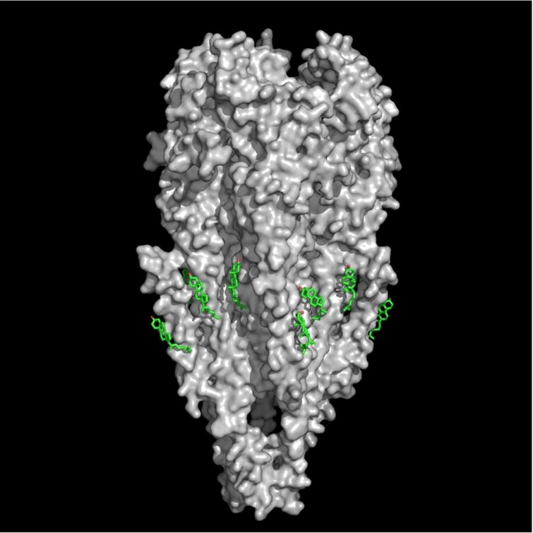 CPK molecular model of the nicotinic acetylcholine receptor protein (surface rendered in gray) (MW ca. 270,000 Daltons, PDB 2bg9) and cholesterol molecules (stick rendering, green) (PDB entry 1MT5) at cholesterol-recognition sites located on the rough membrane-embedded surface of the nAChR TM region.